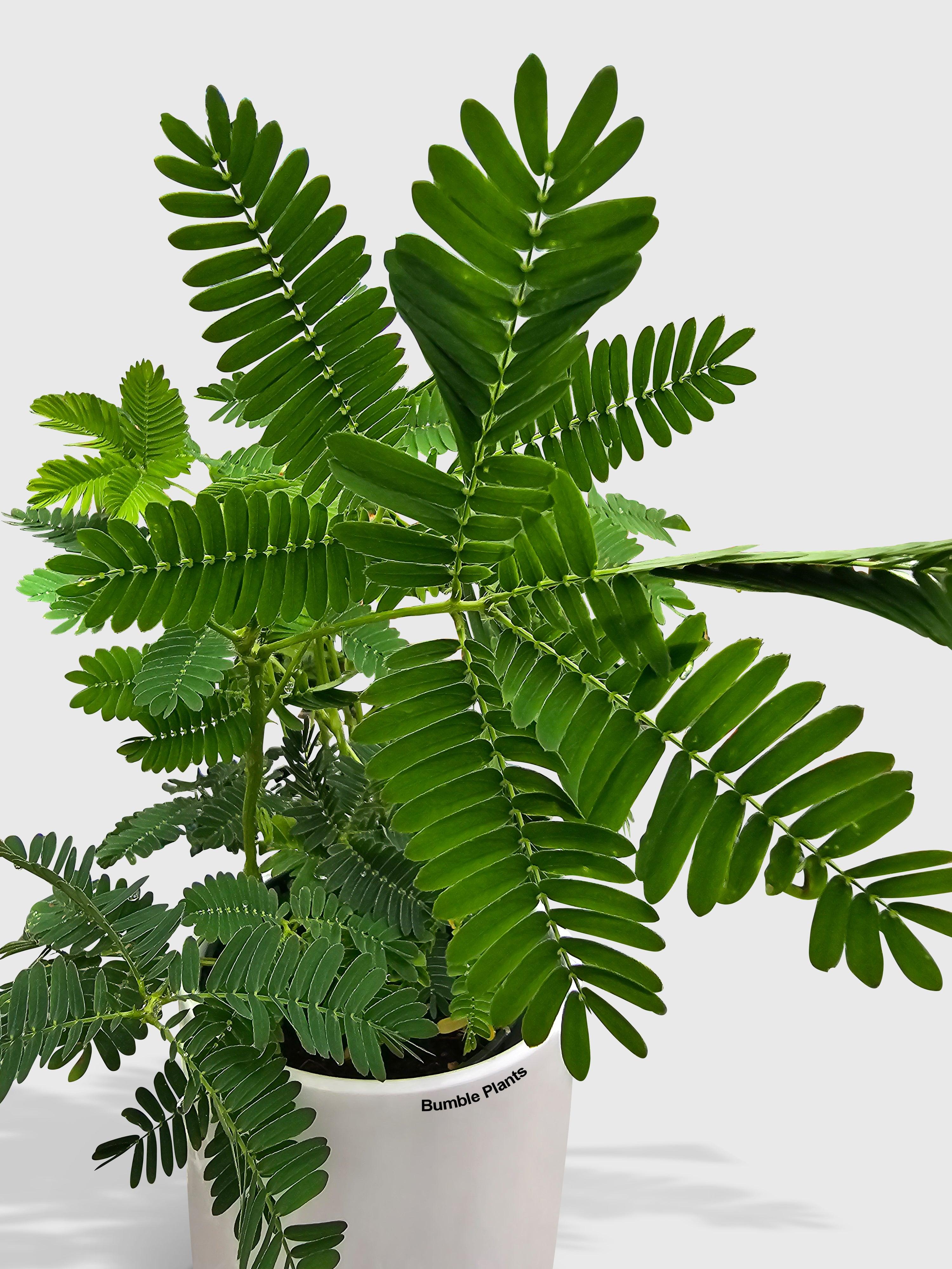 Mimosa Pudica Shame Sensitive Plant