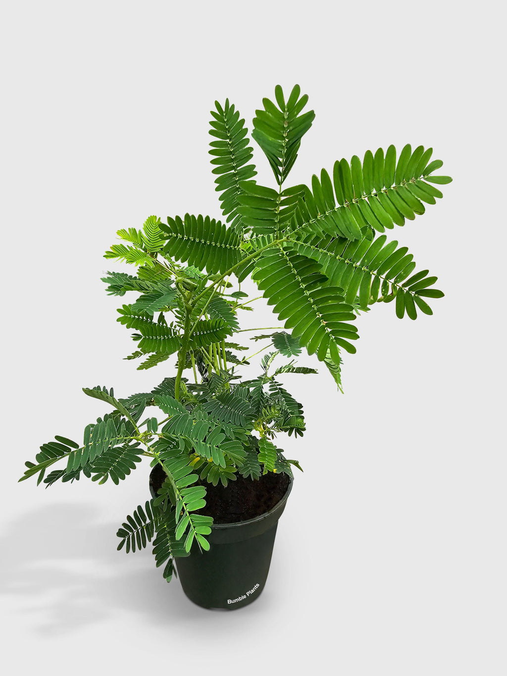 Mimosa Pudica Shame Sensitive Plant