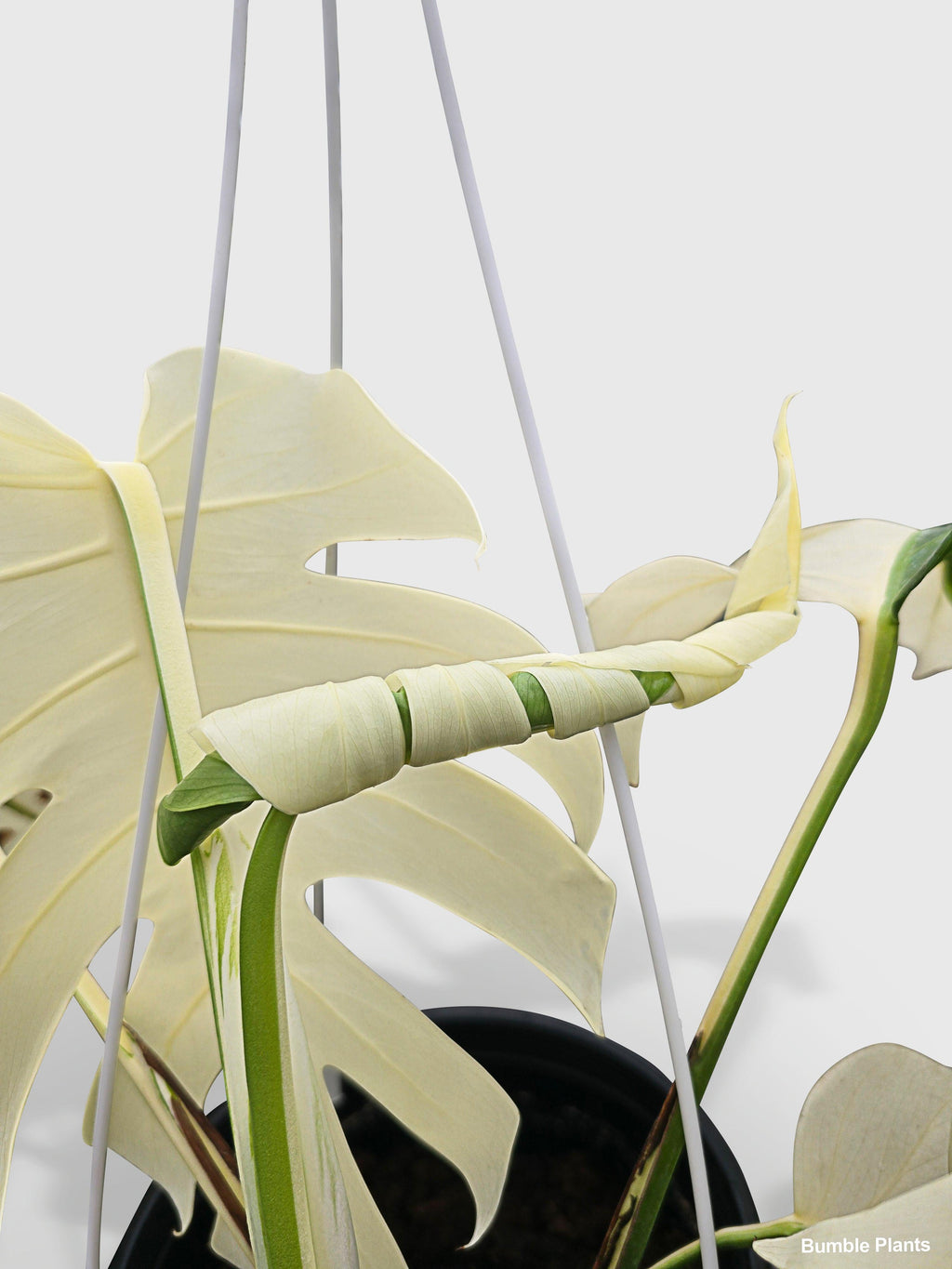 Monstera Borsigiana Variegata Albo (Mature Mother Plant)