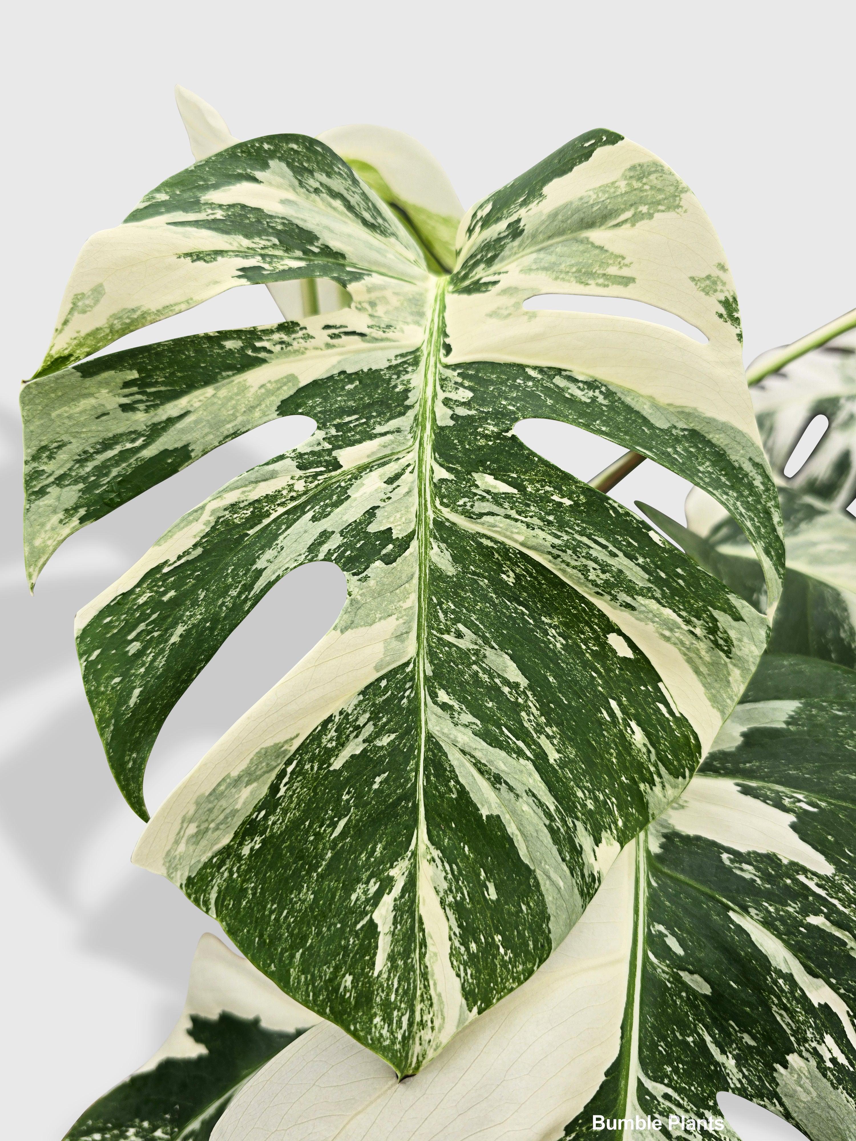 Monstera Borsigiana Variegata Albo (Mature Mother Plant)