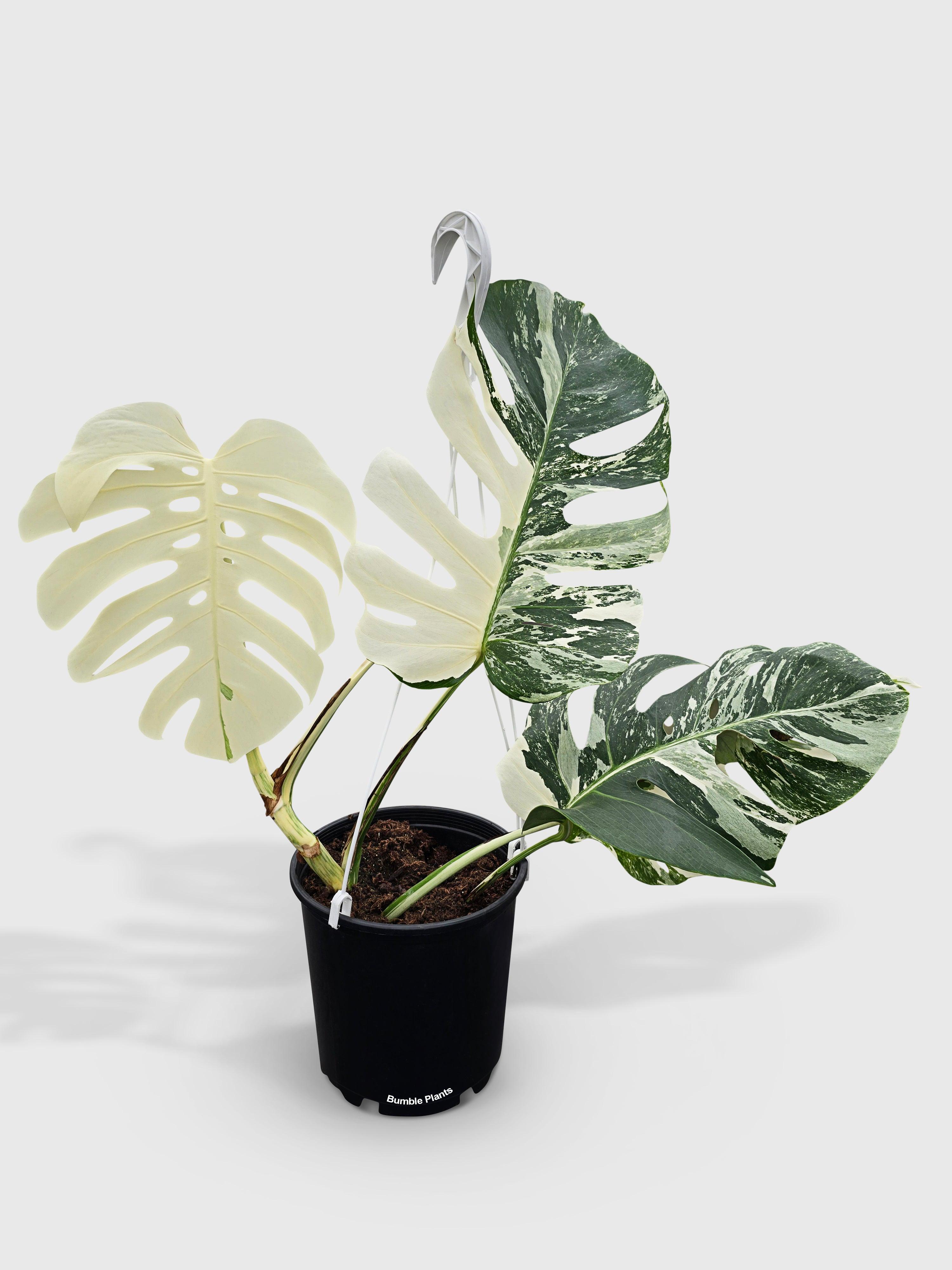Monstera Borsigiana Variegata Albo (Mature Mother Plant)