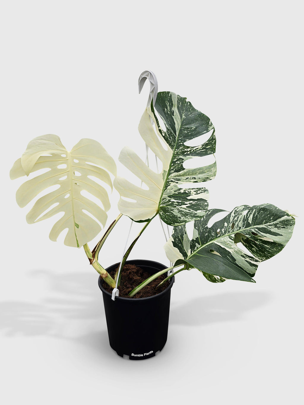 Monstera Borsigiana Variegata Albo (Mature Mother Plant)