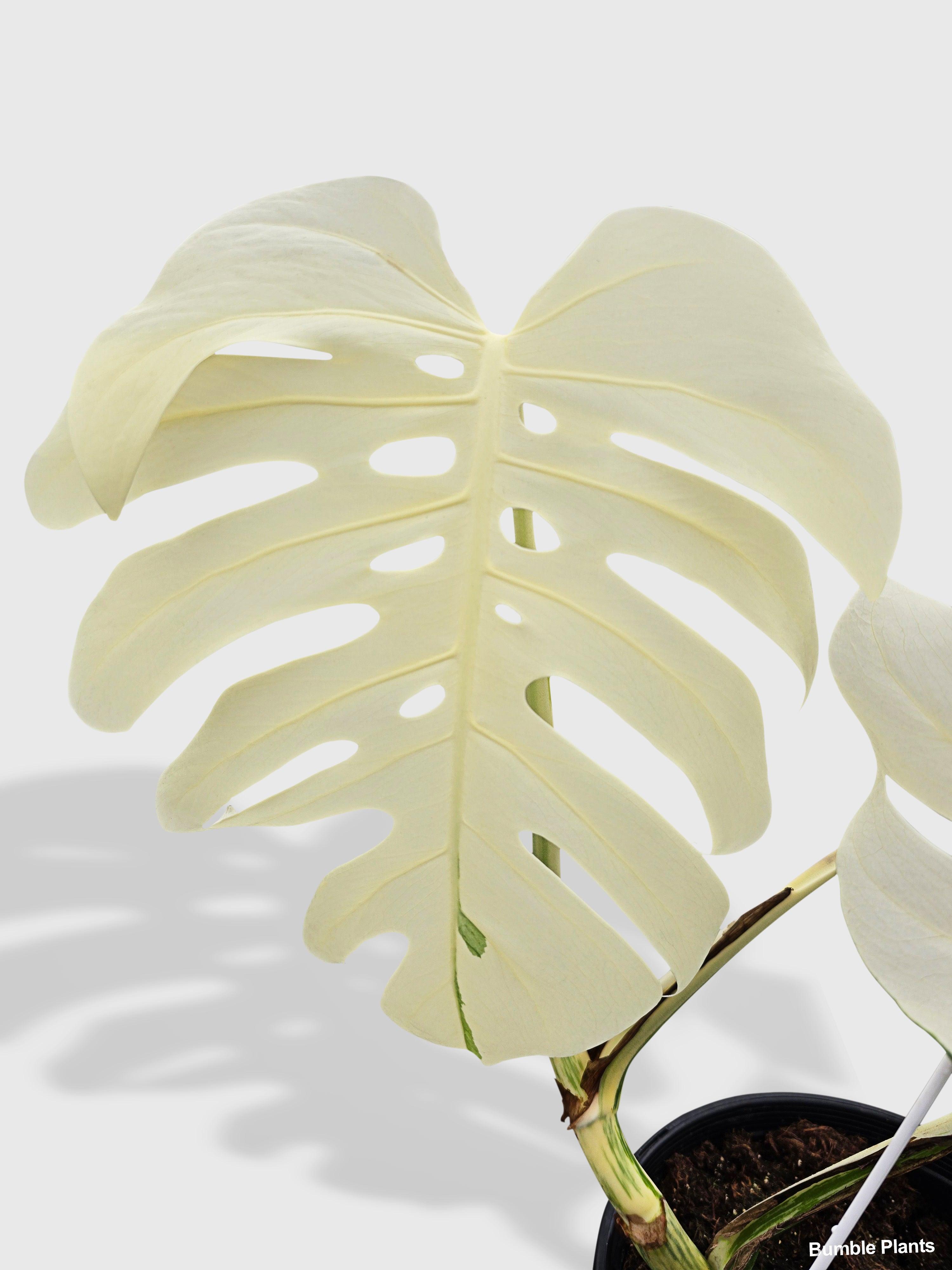 Monstera Borsigiana Variegata Albo (Mature Mother Plant)