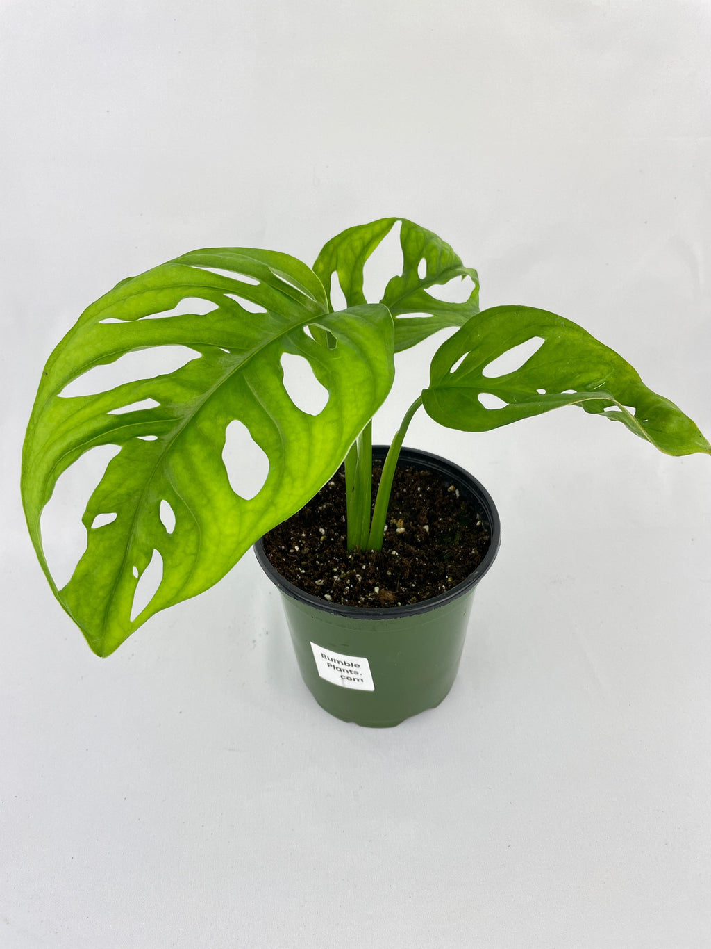 Monstera Adansonii Wide Leaf Form