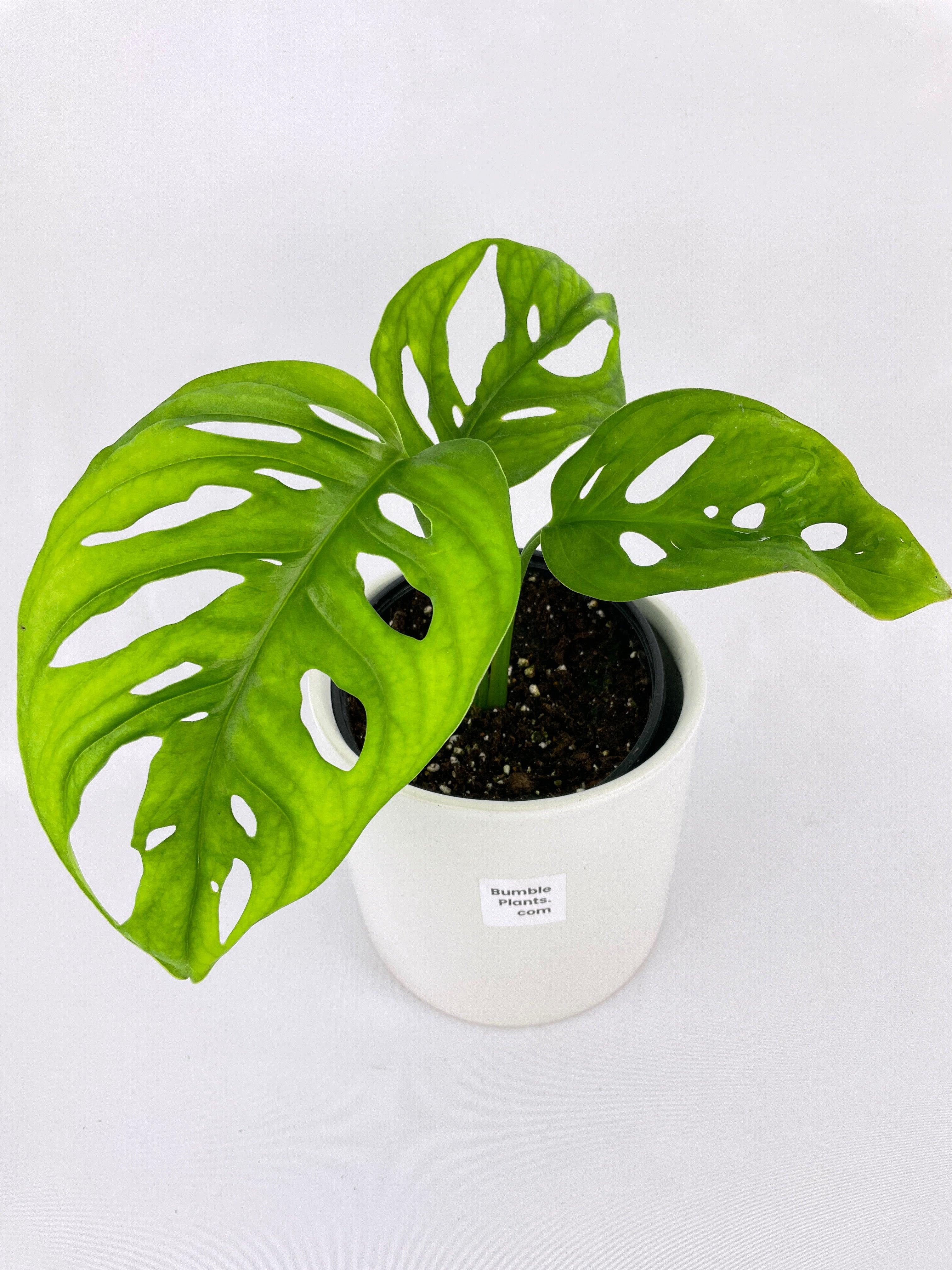 Monstera Adansonii Wide Leaf Form