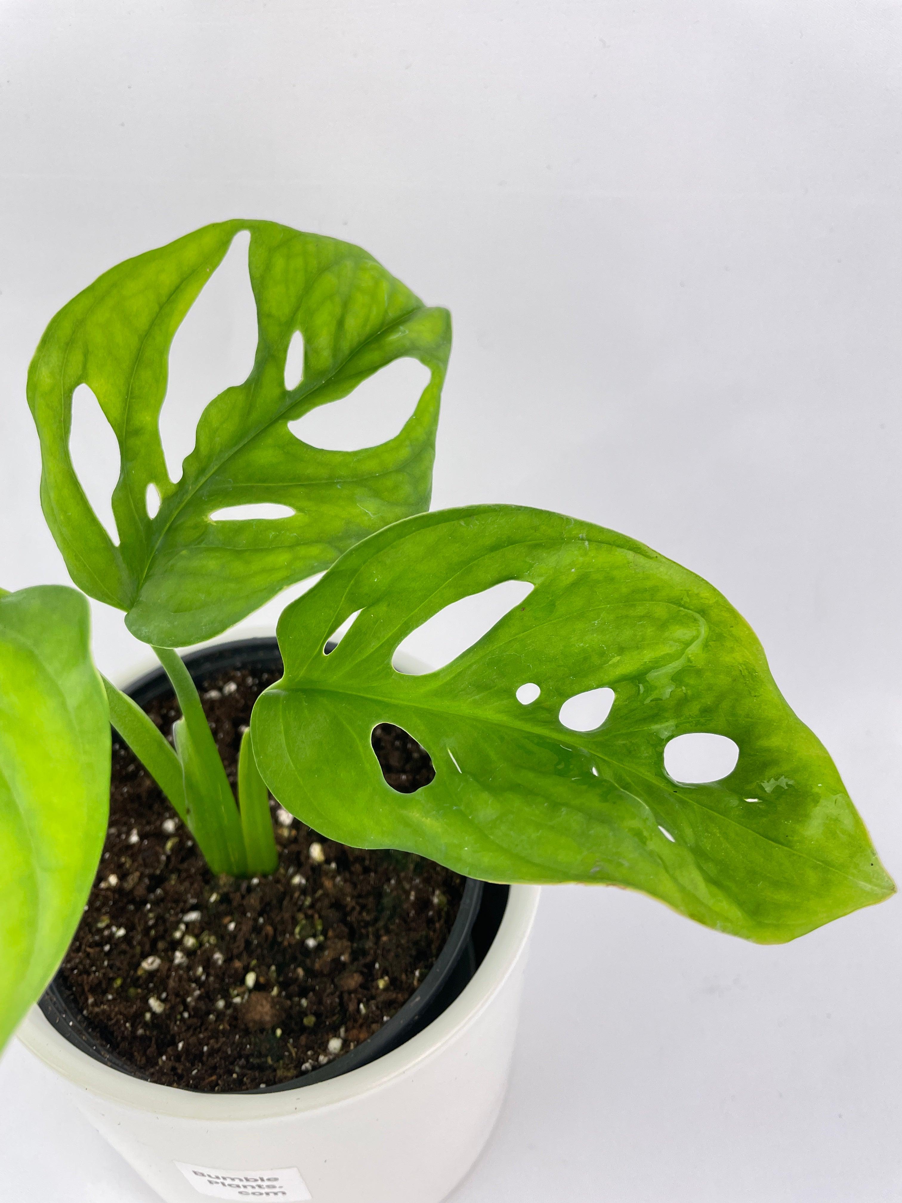 Monstera Adansonii Wide Leaf Form
