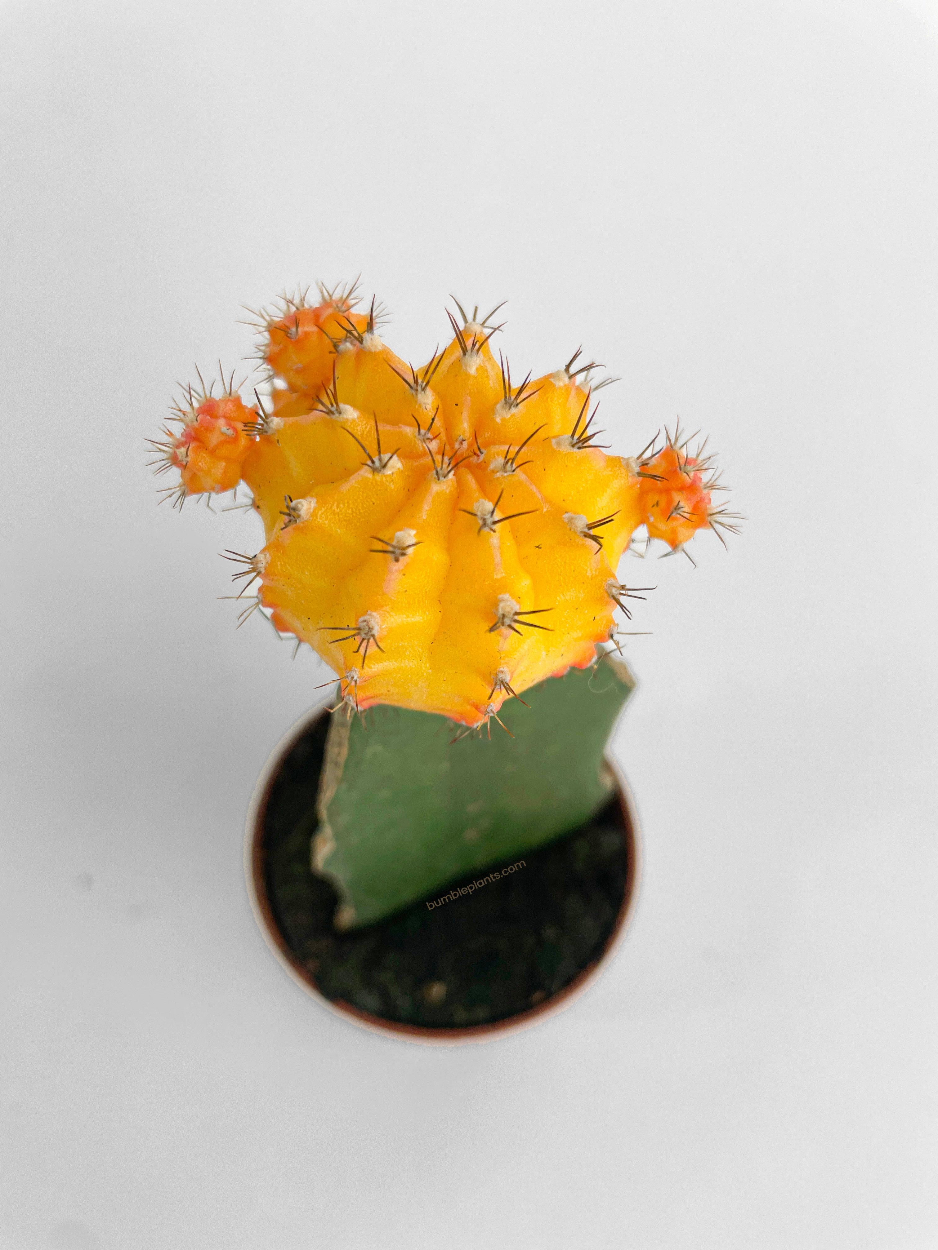 Moon Cactus Grafted 'Gymnocalicium Mihanovichii'