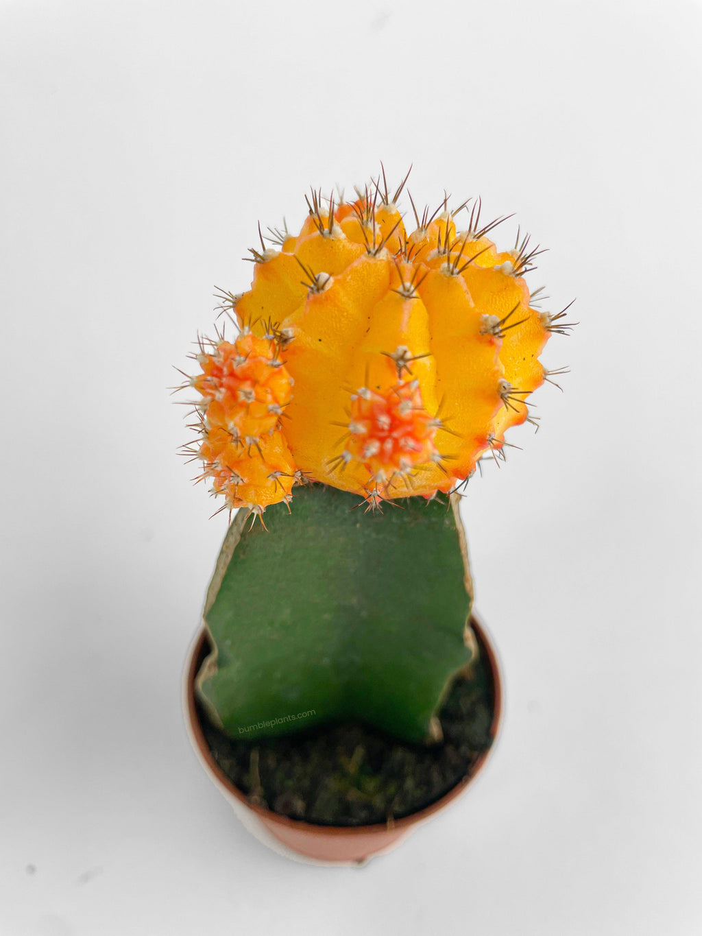 Moon Cactus Grafted 'Gymnocalicium Mihanovichii'