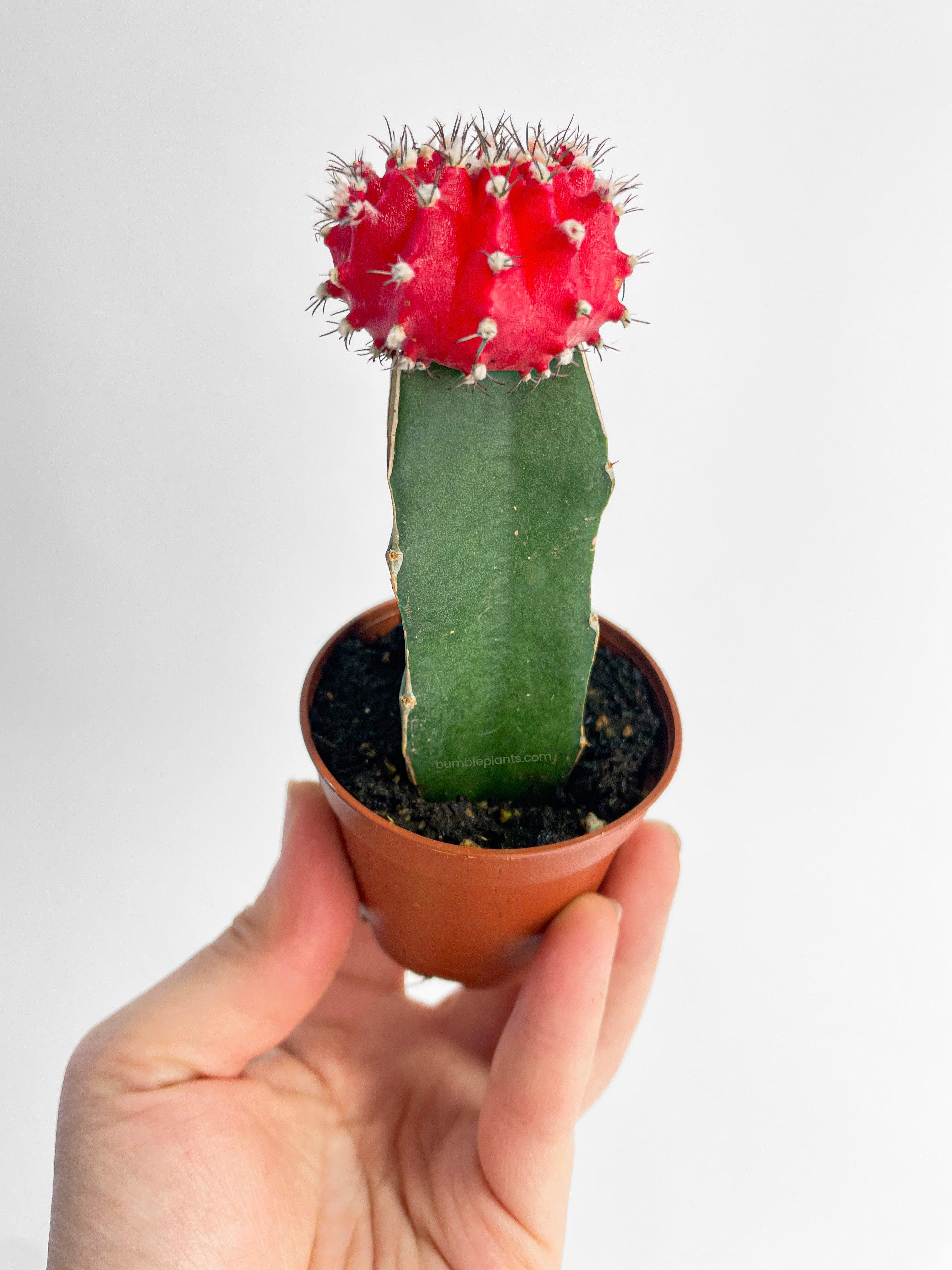 Moon Cactus Grafted 'Gymnocalicium Mihanovichii'