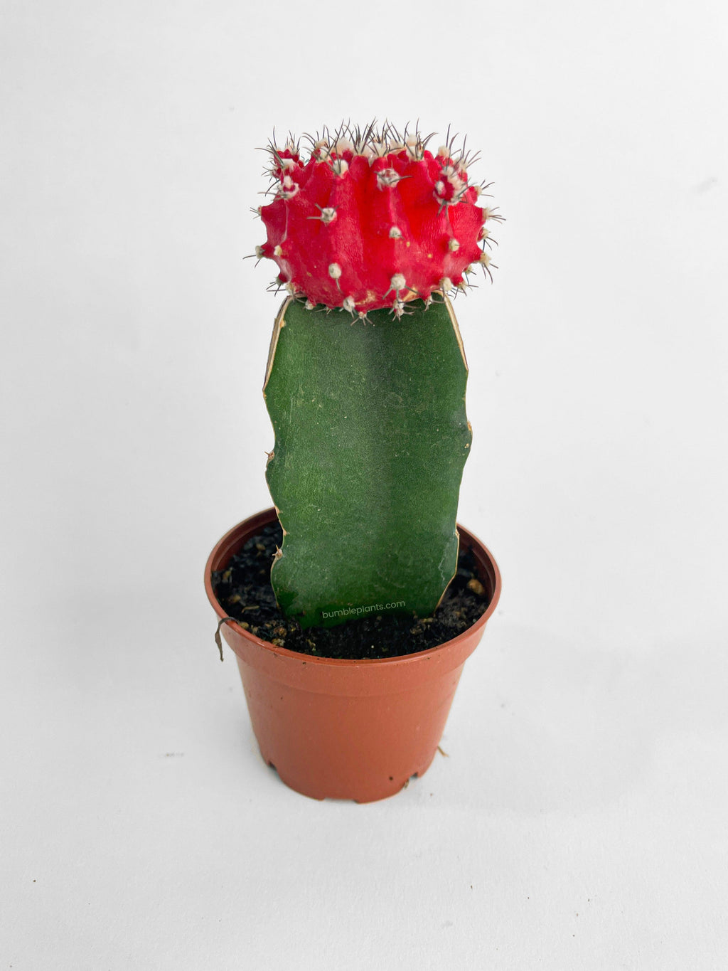 Moon Cactus Grafted 'Gymnocalicium Mihanovichii'