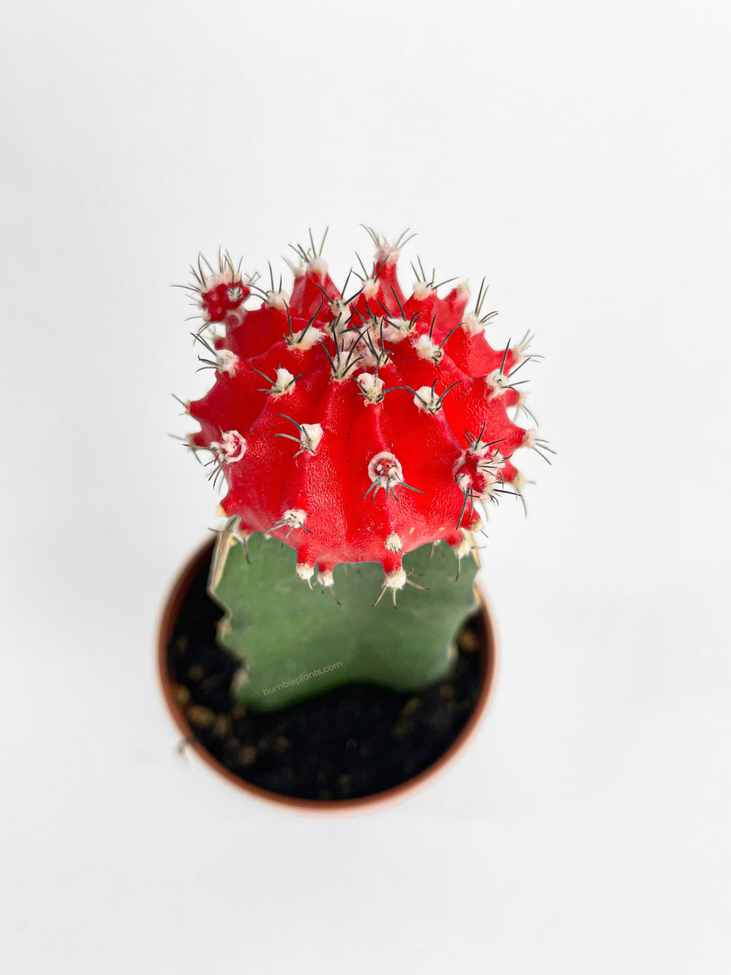 Moon Cactus Grafted 'Gymnocalicium Mihanovichii'