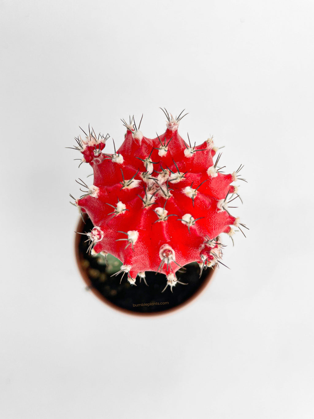 Moon Cactus Grafted 'Gymnocalicium Mihanovichii'