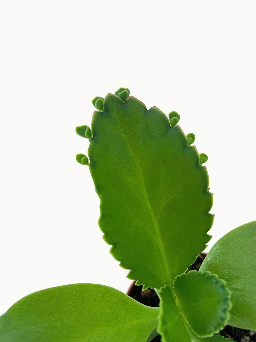 Kalanchoe Daigremontiana 'Mother of Thousands' Succulent
