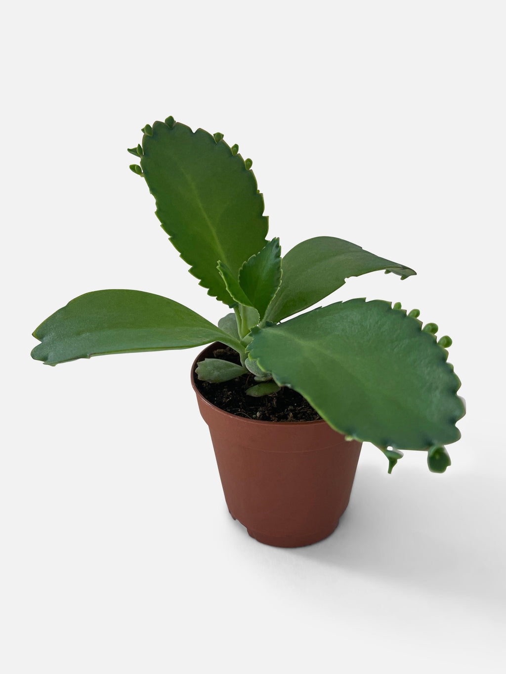 Kalanchoe Daigremontiana 'Mother of Thousands' Succulent