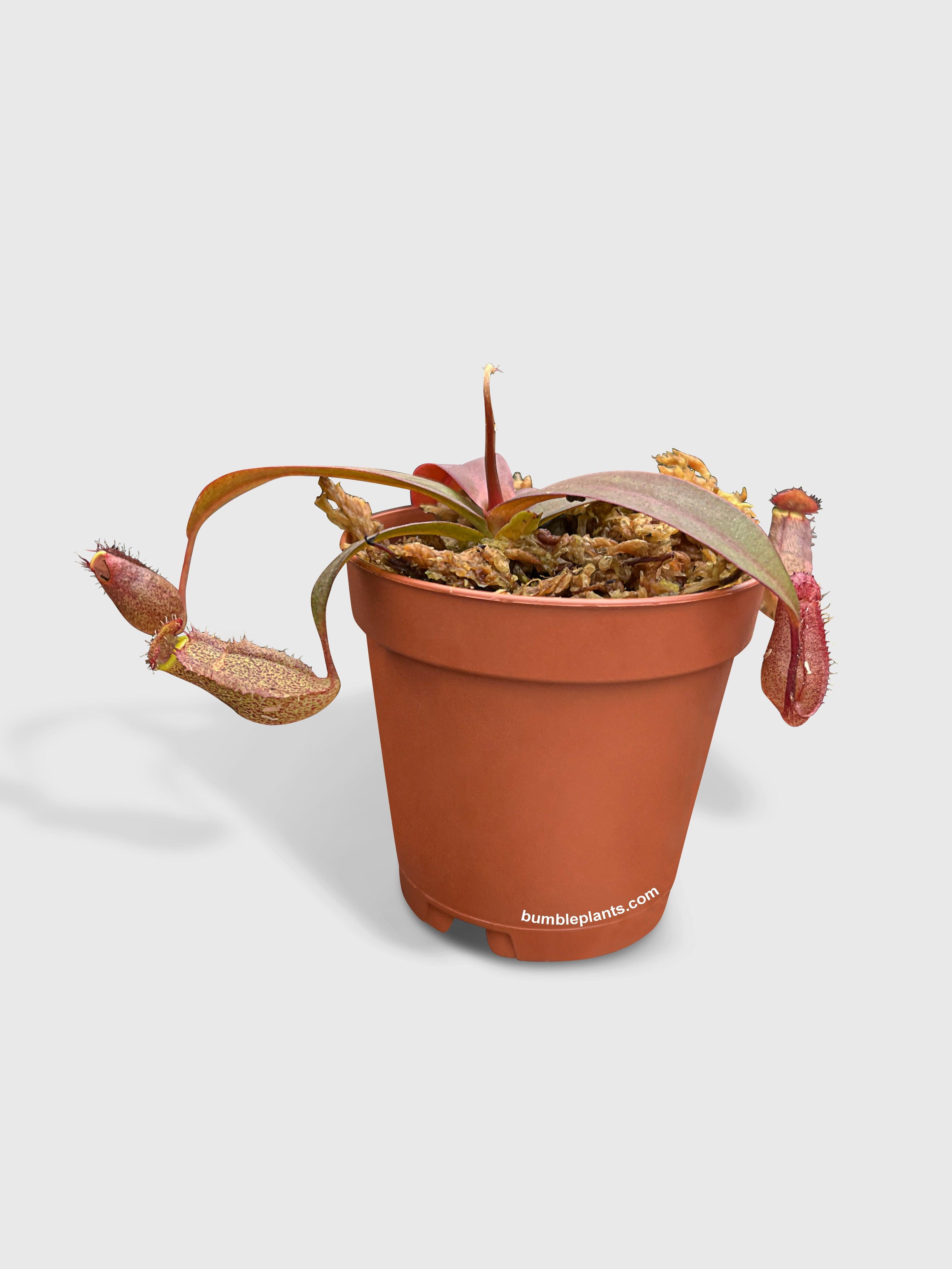 Nepenthes Rebecca Soper Carnivorous Pitcher Plant