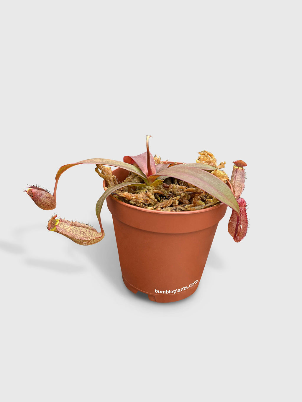 Nepenthes Rebecca Soper Carnivorous Pitcher Plant