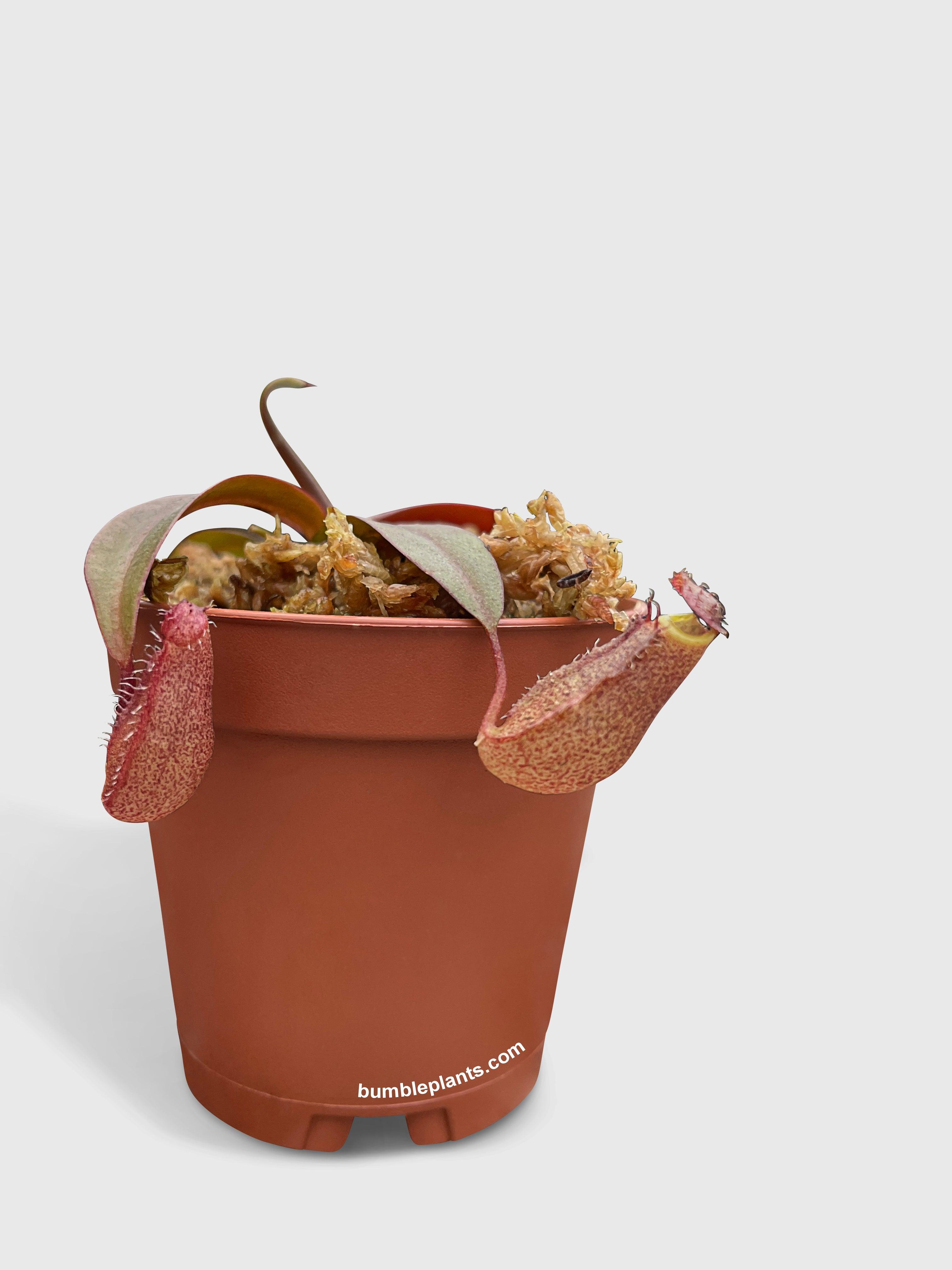 Nepenthes Rebecca Soper Carnivorous Pitcher Plant
