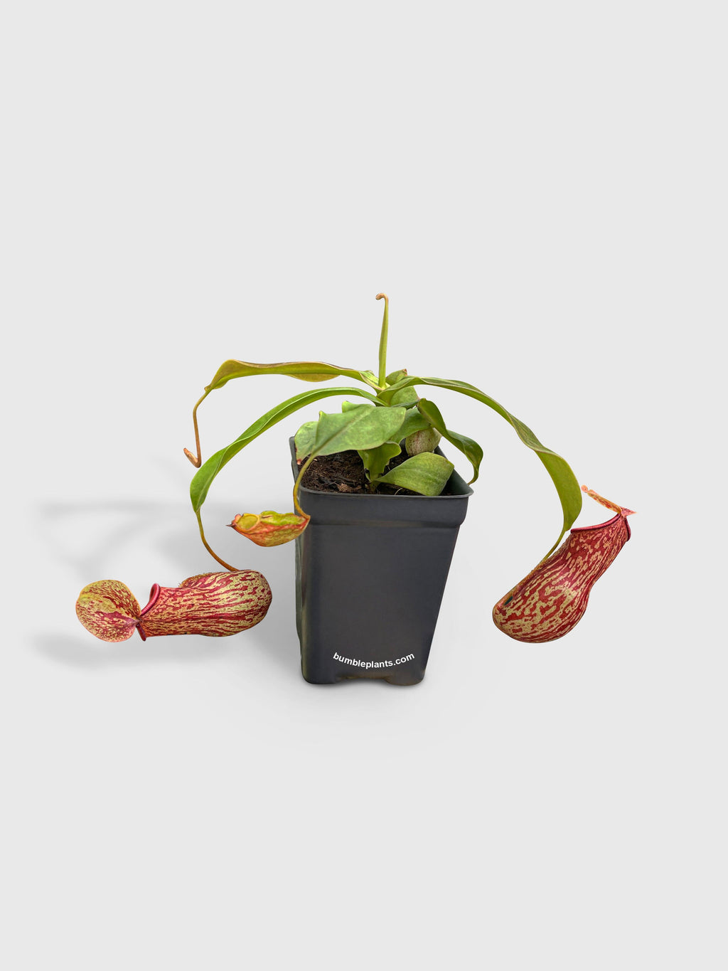 Nepenthes St. Gaya Carnivorous Pitcher Plant