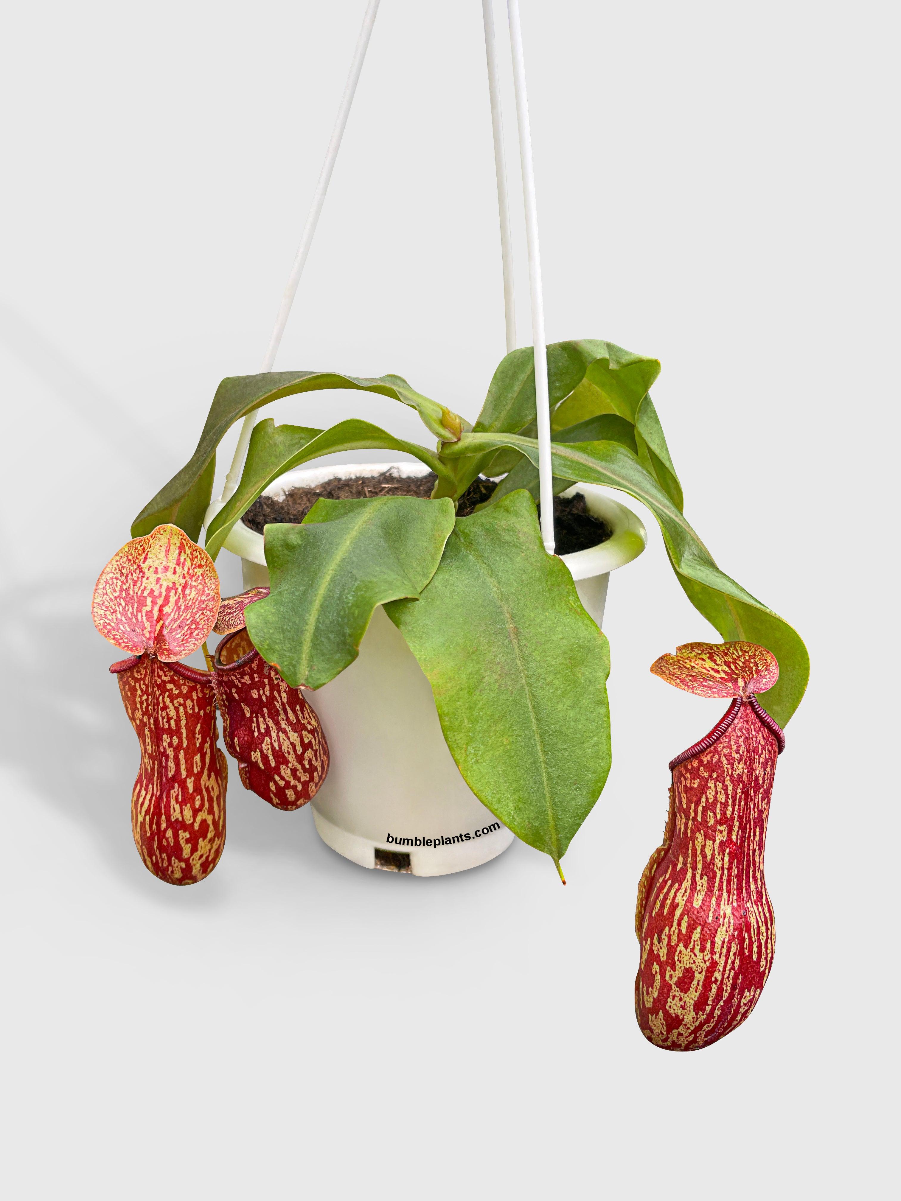Nepenthes St. Gaya Carnivorous Pitcher Plant