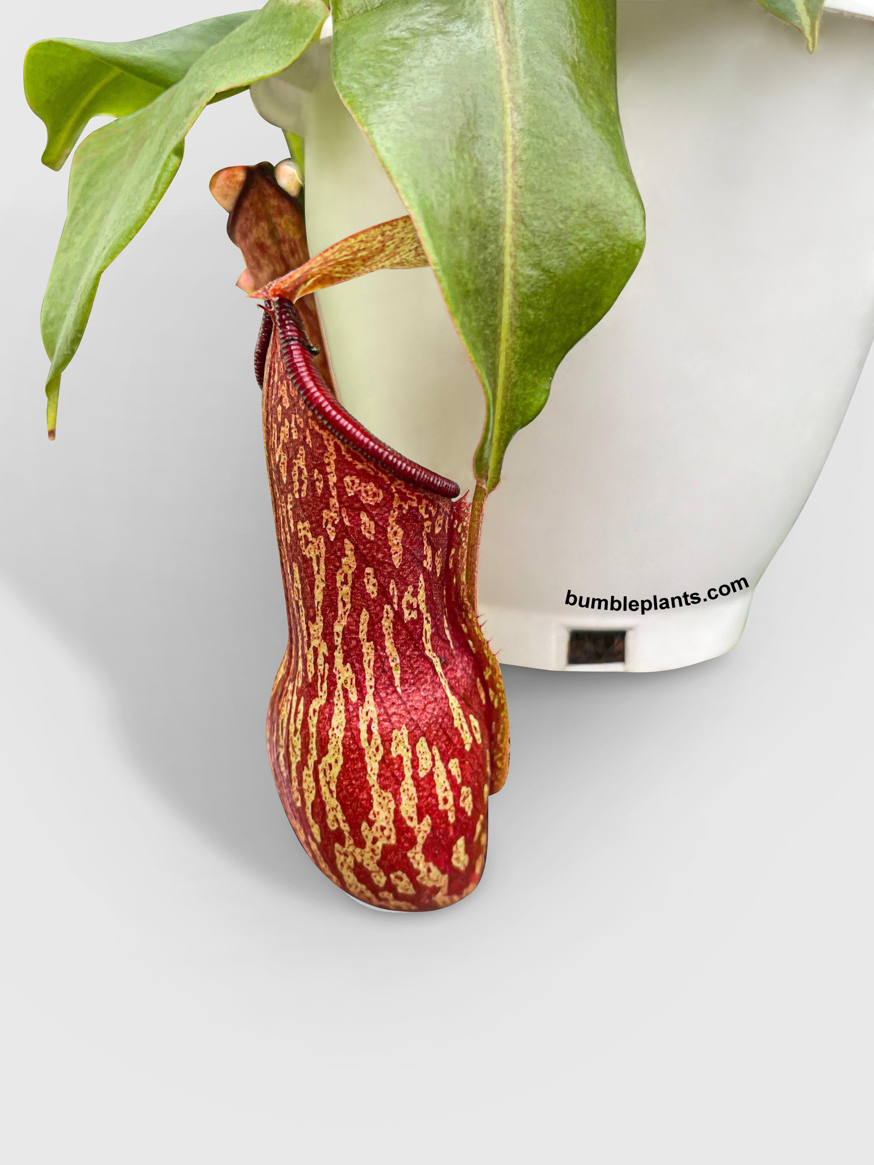 Nepenthes St. Gaya Carnivorous Pitcher Plant