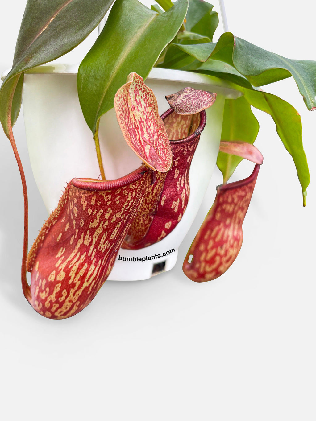 Nepenthes St. Gaya Carnivorous Pitcher Plant
