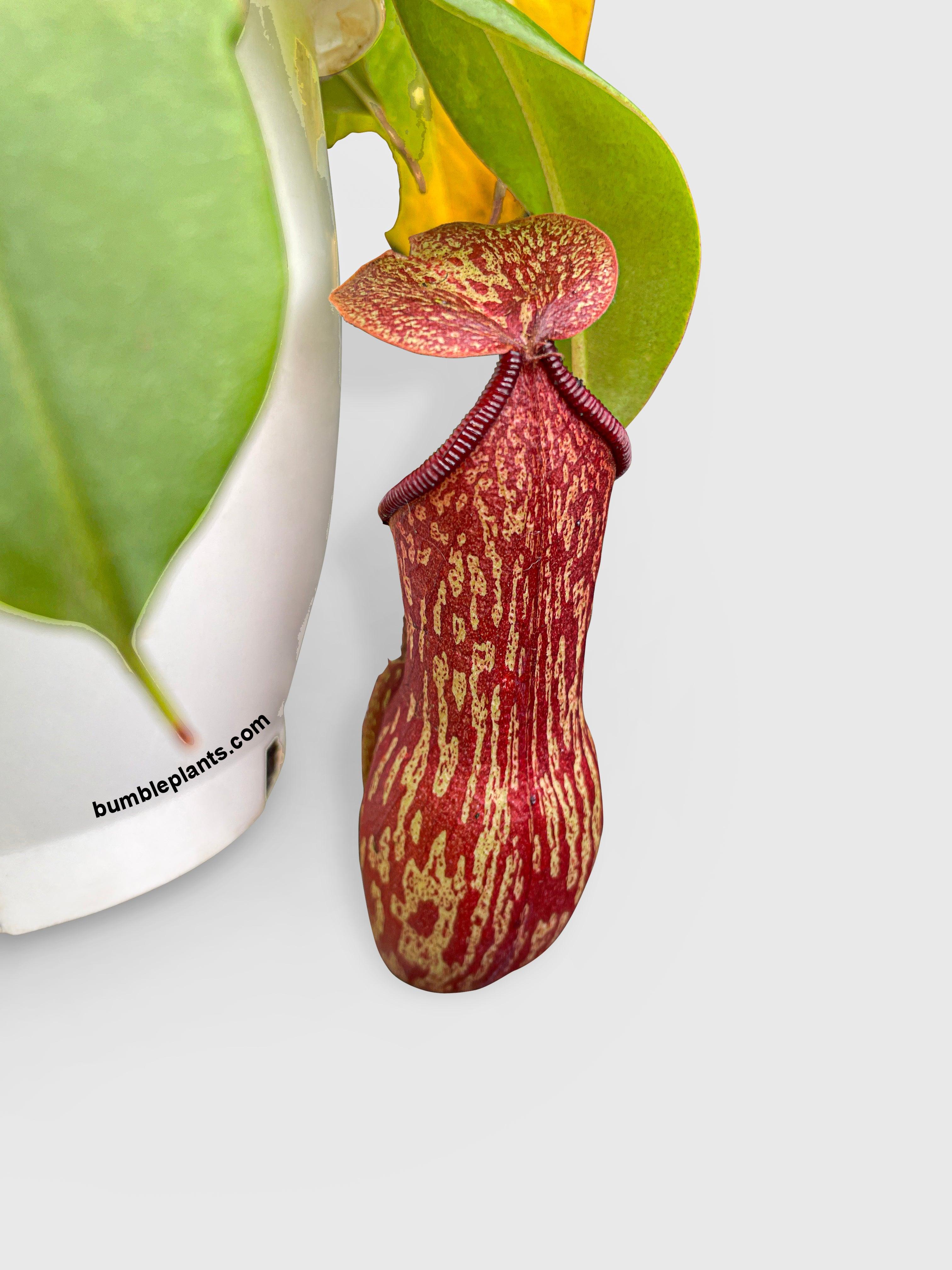Nepenthes St. Gaya Carnivorous Pitcher Plant