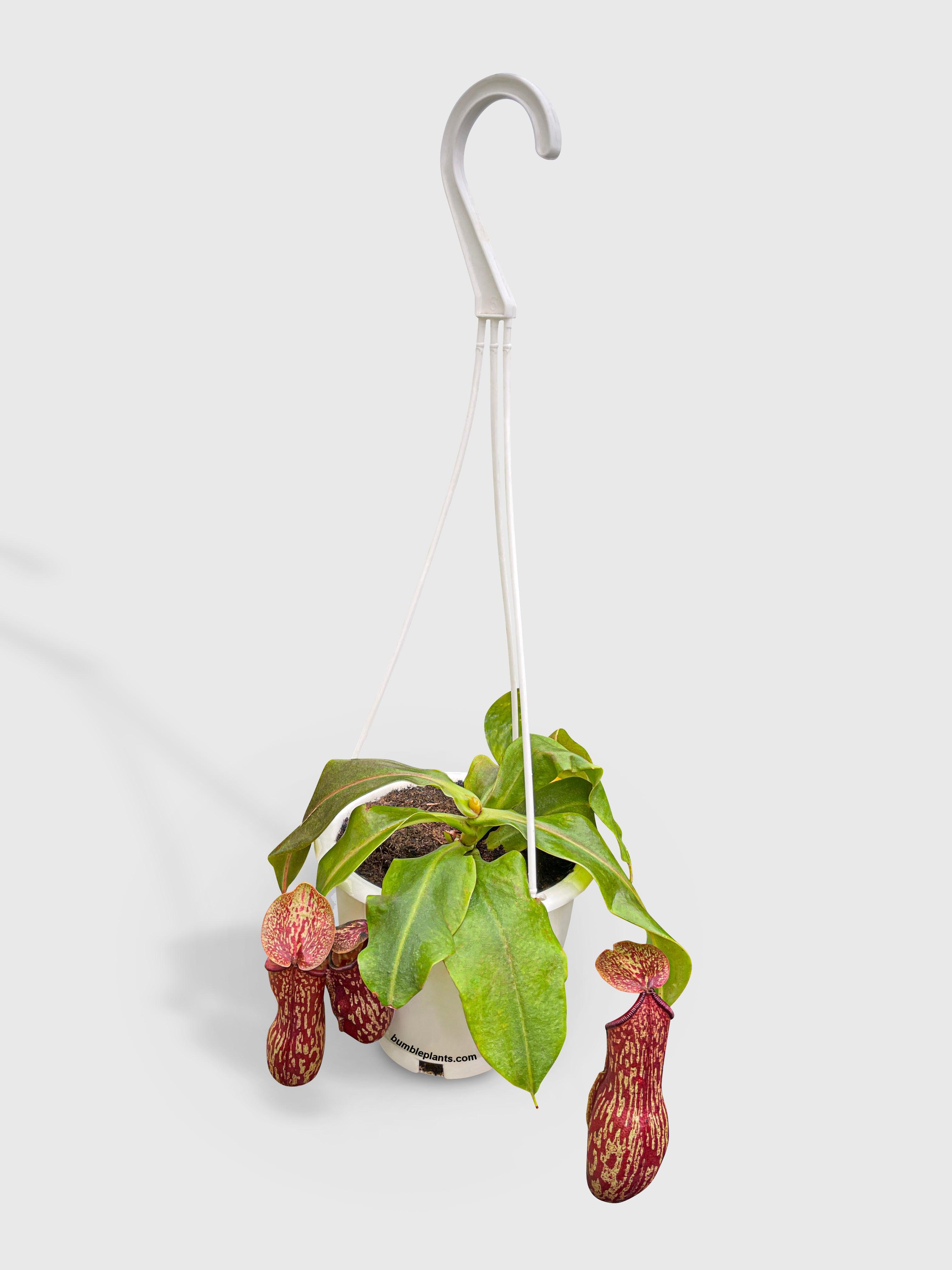 Nepenthes St. Gaya Carnivorous Pitcher Plant