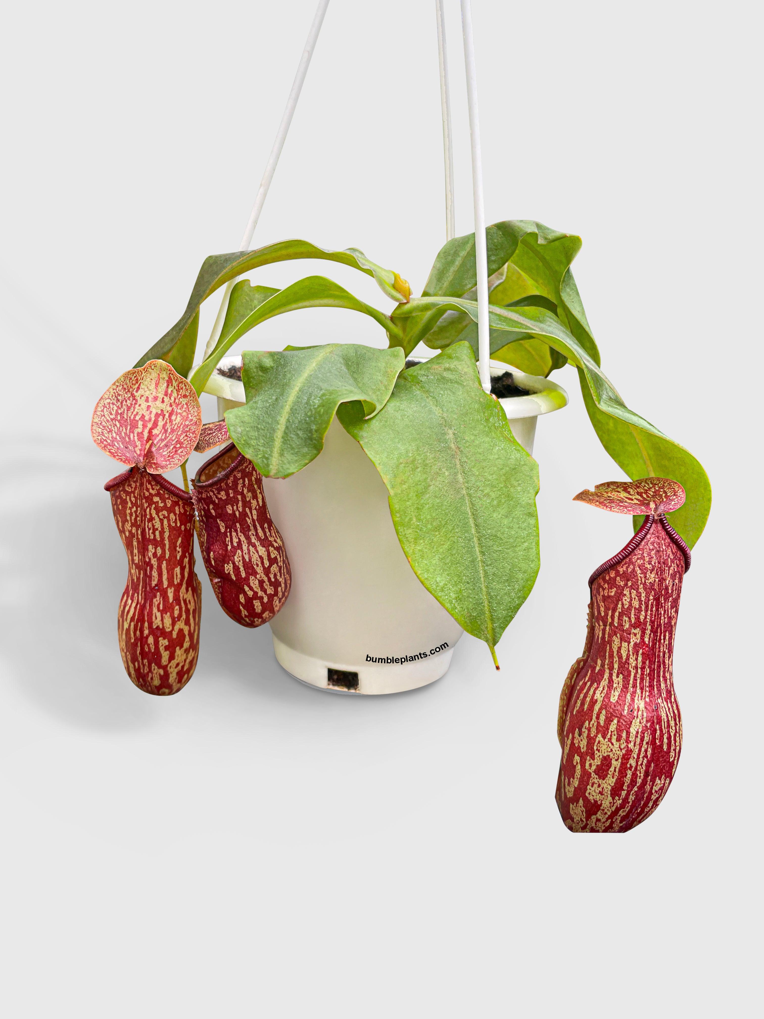 Nepenthes St. Gaya Carnivorous Pitcher Plant