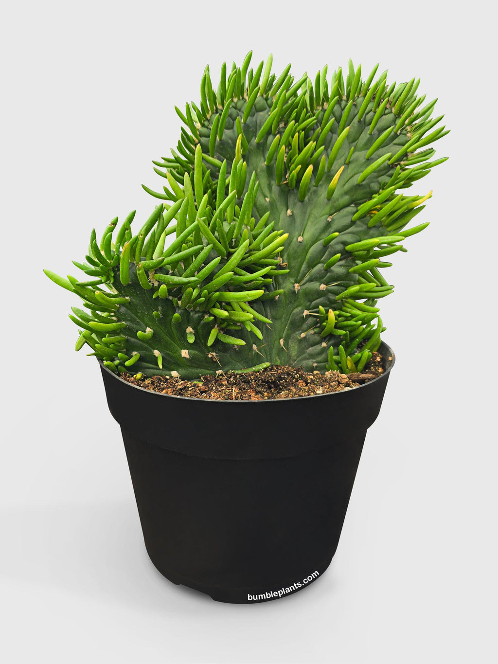 Opuntia Subulata Eve's Needle Cactus