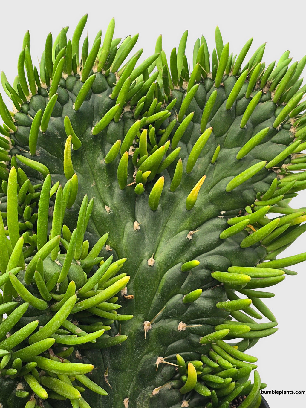 Opuntia Subulata Eve's Needle Cactus