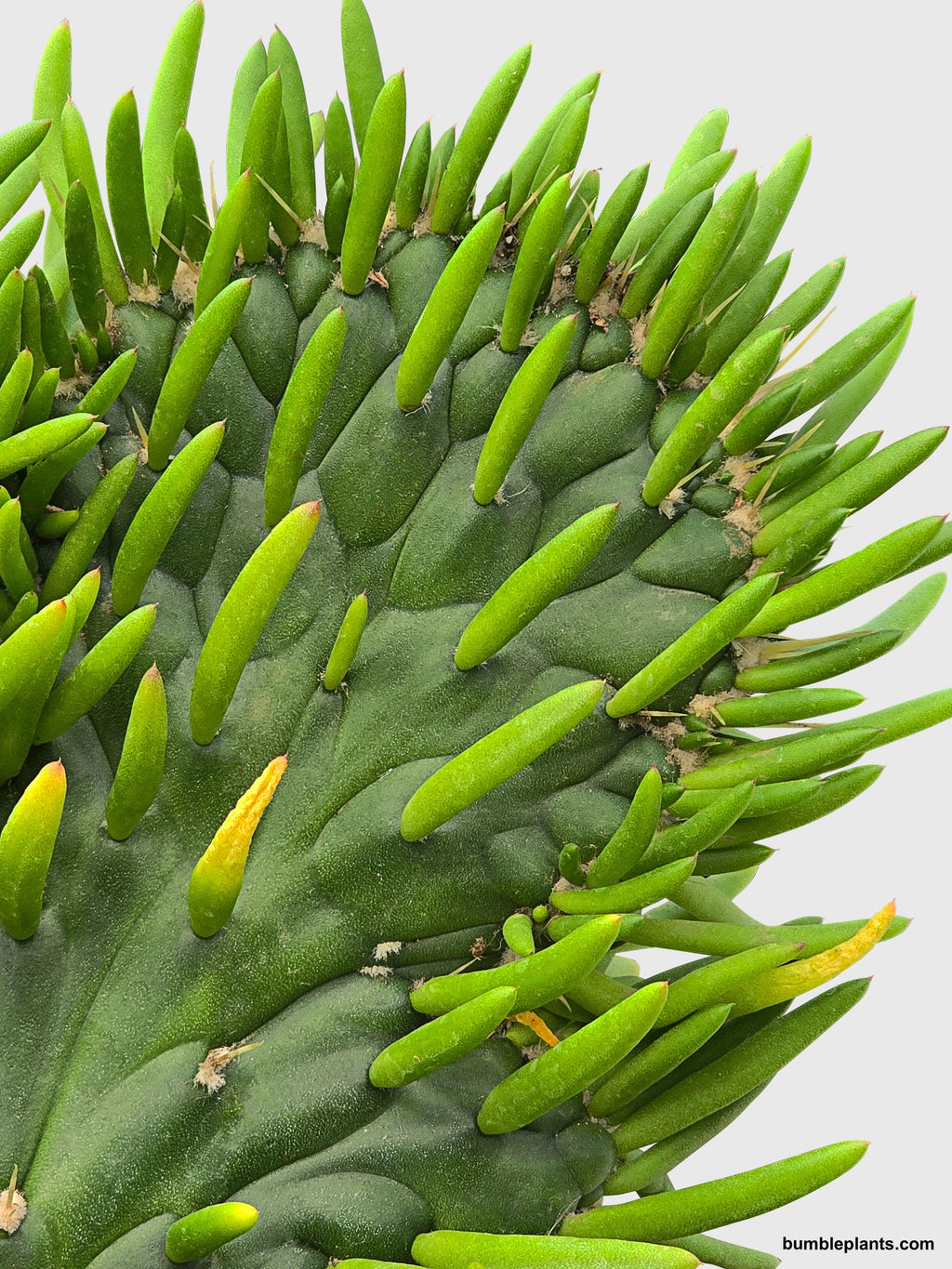 Opuntia Subulata Eve's Needle Cactus