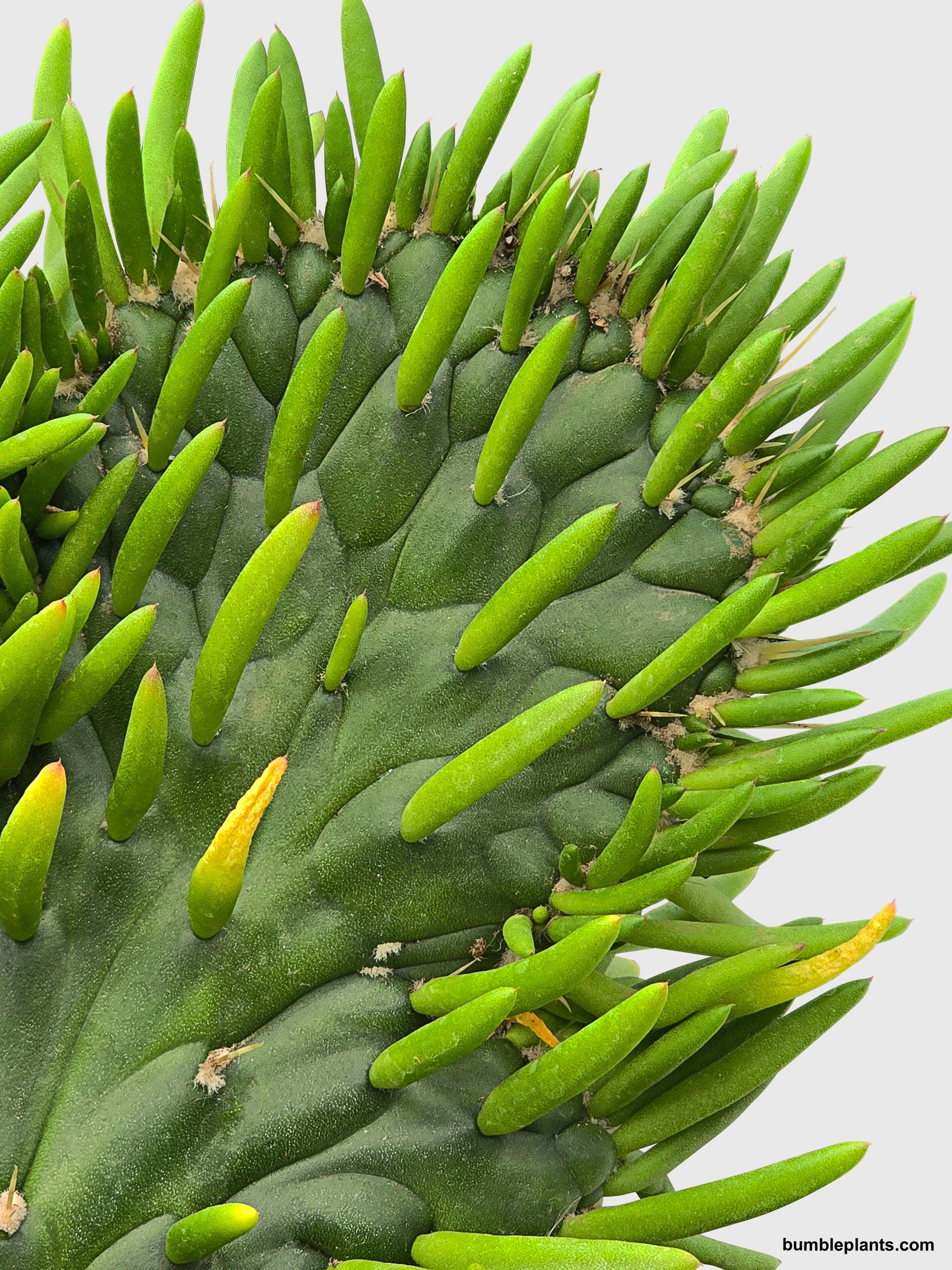 Opuntia Subulata Eve's Needle Cactus