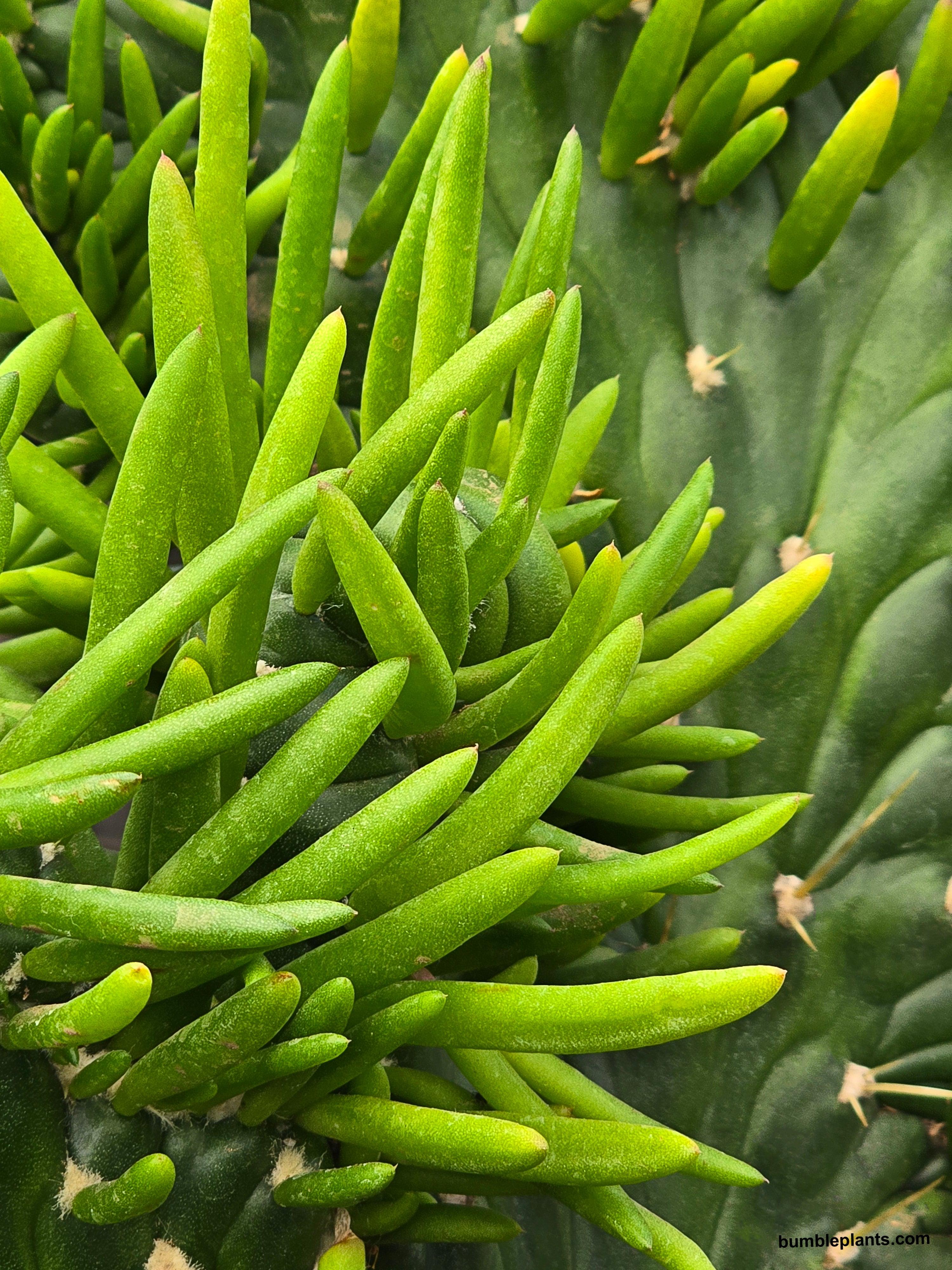 Opuntia Subulata Eve's Needle Cactus