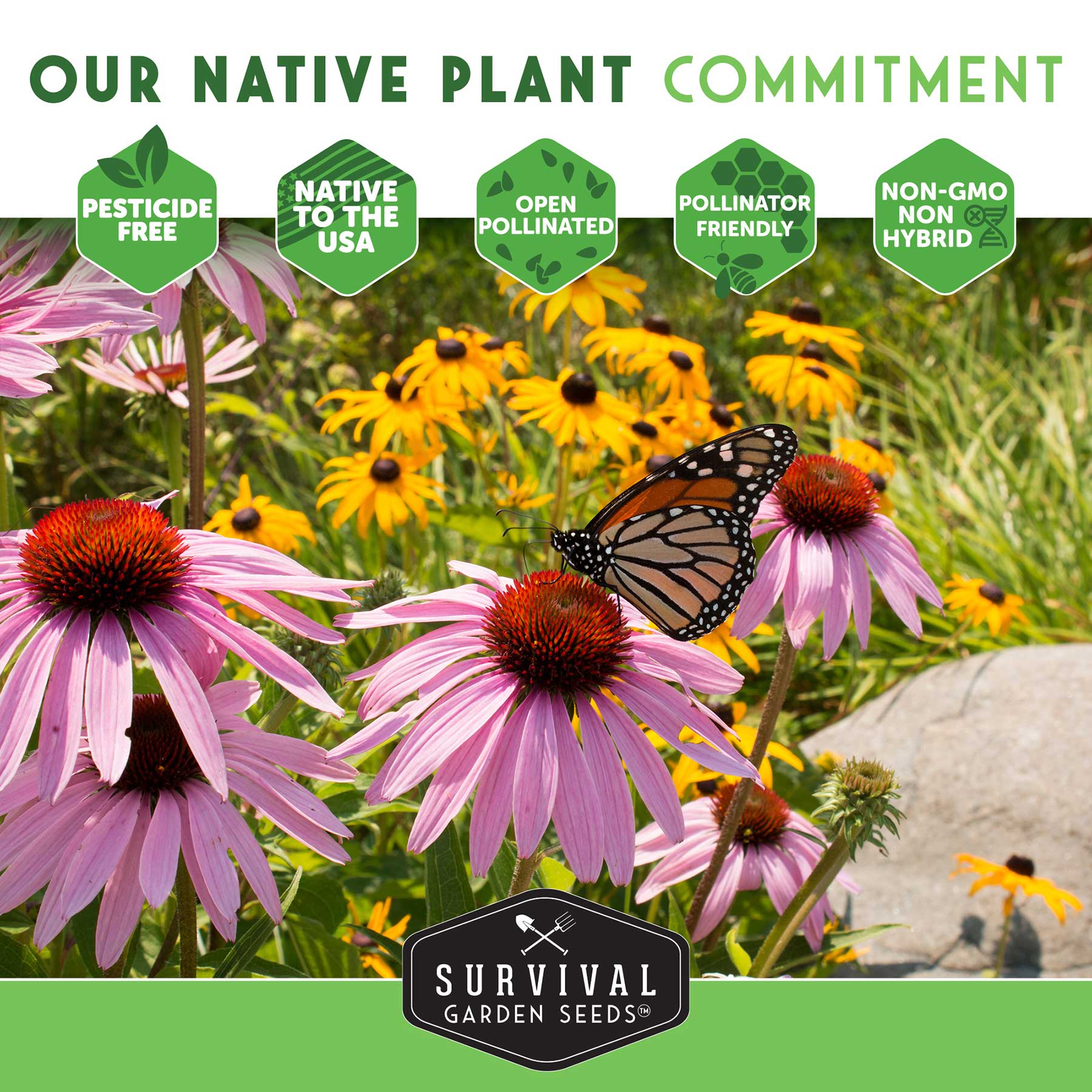 Native Habitat Seed Collection – 24 Native Wildflowers & Grasses for Pollinators, Meadows & Low-Maintenance Landscapes
