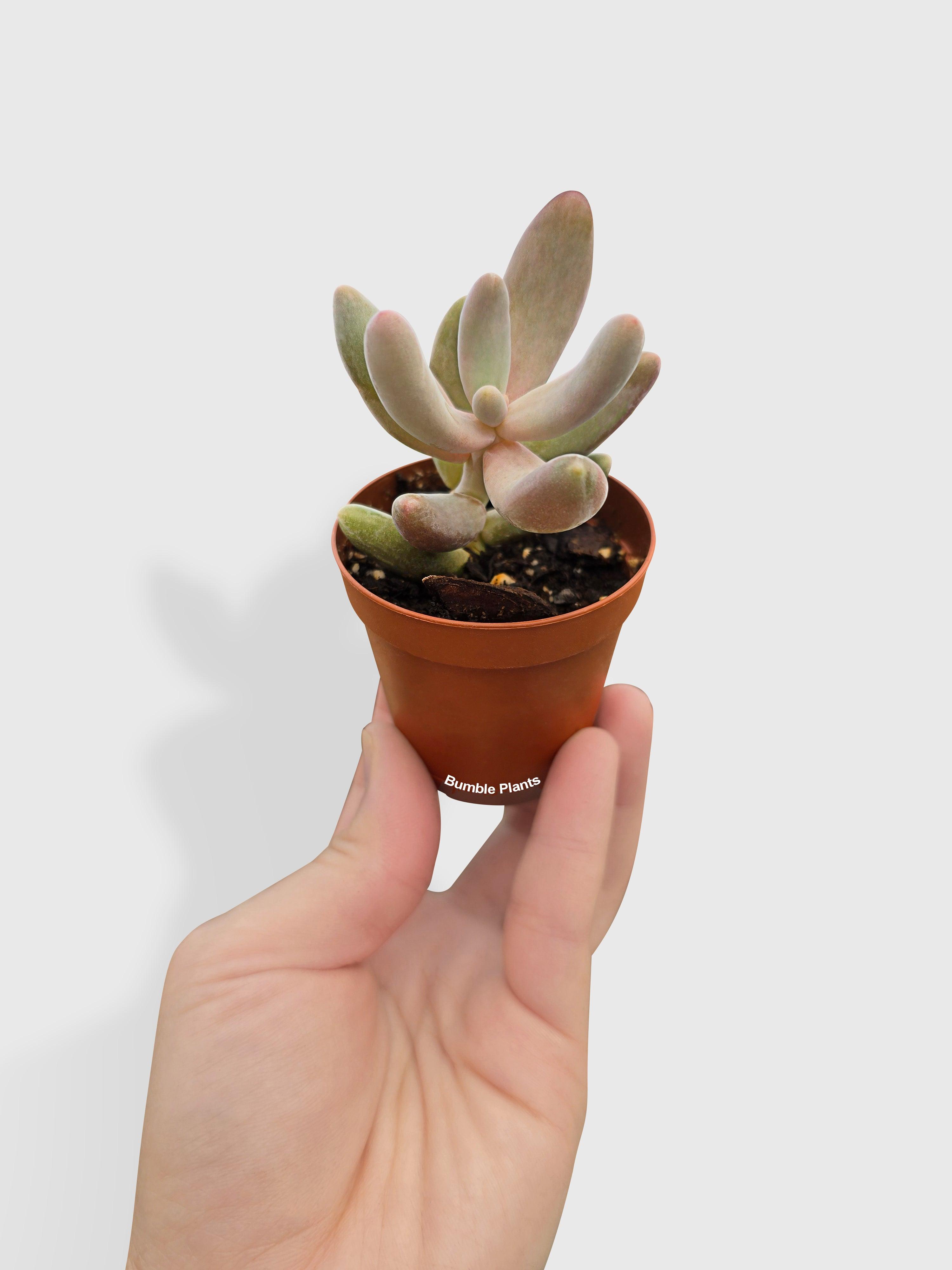 Pachyphytum Fittkaui