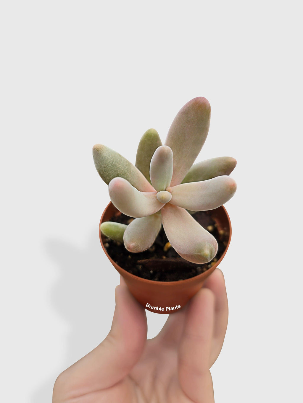 Pachyphytum Fittkaui