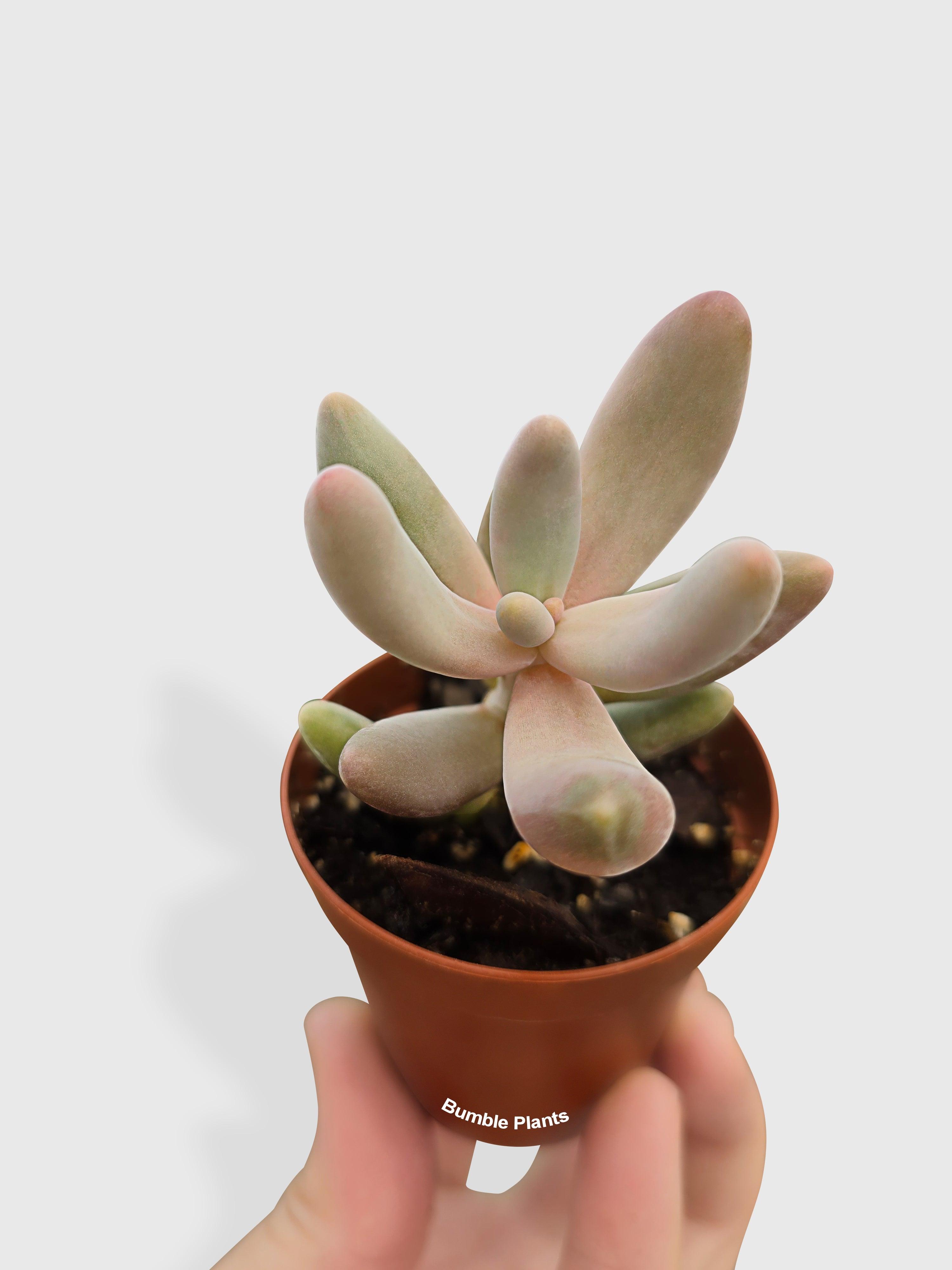 Pachyphytum Fittkaui