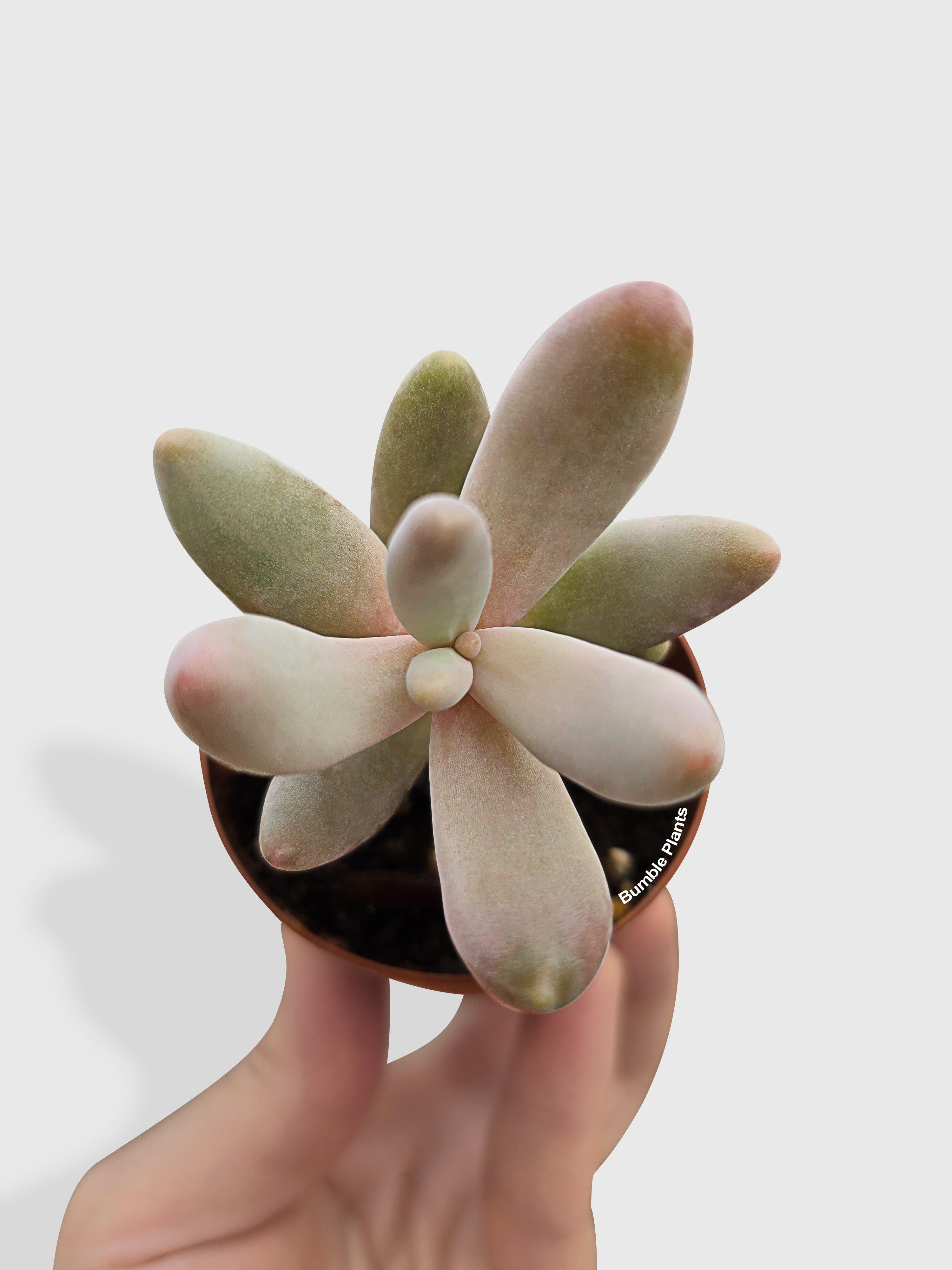 Pachyphytum Fittkaui