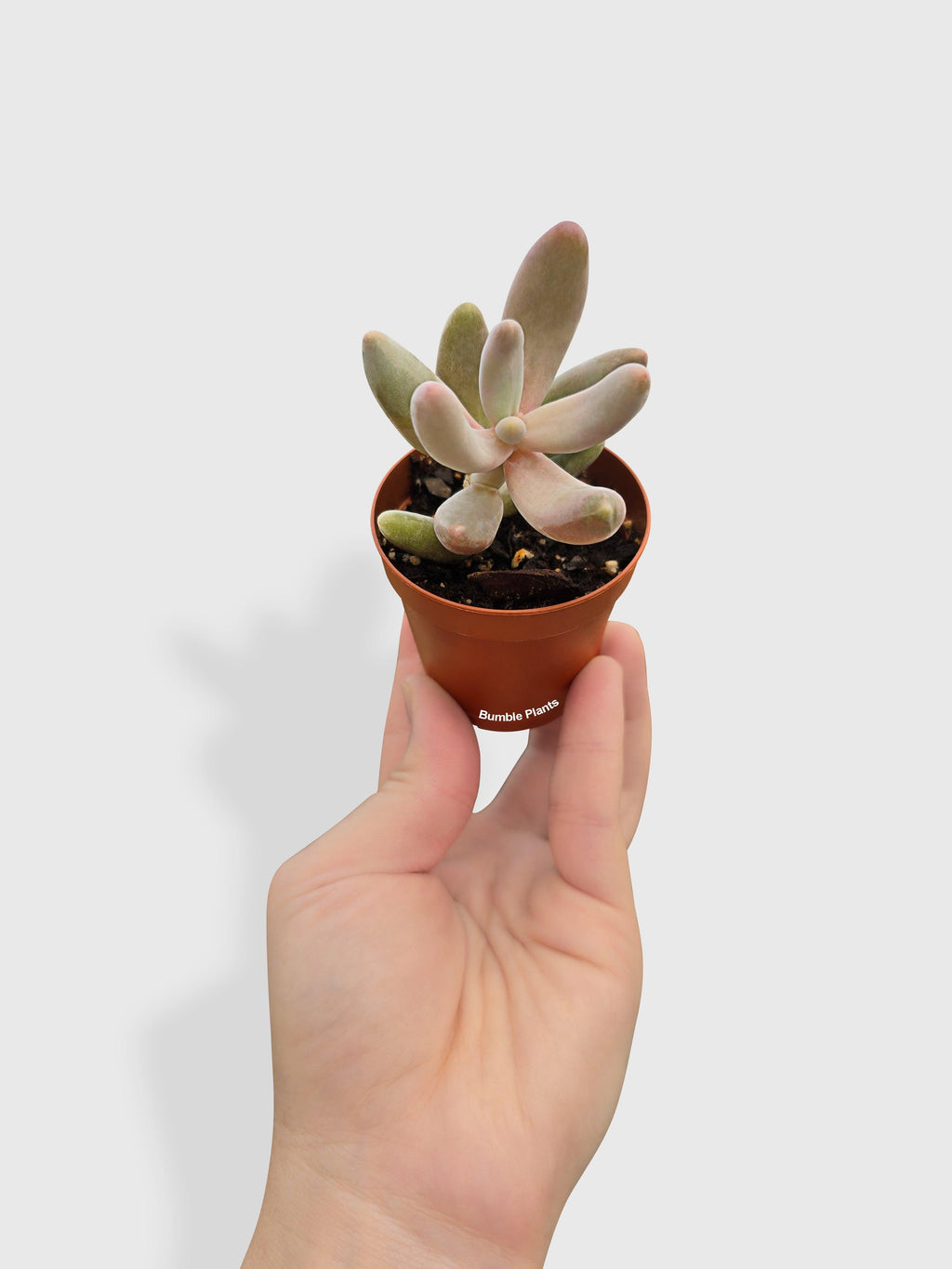 Pachyphytum Fittkaui