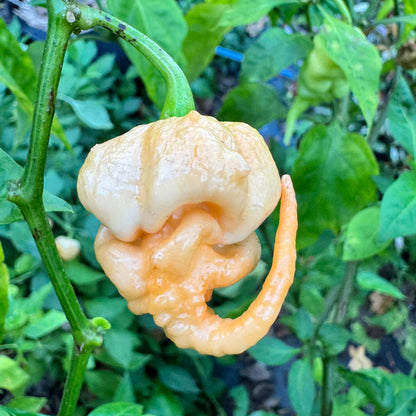 Peach Primo - Seeds