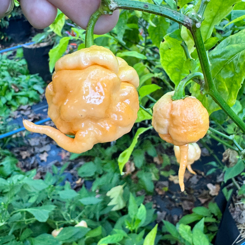 Peach Primo - Seeds