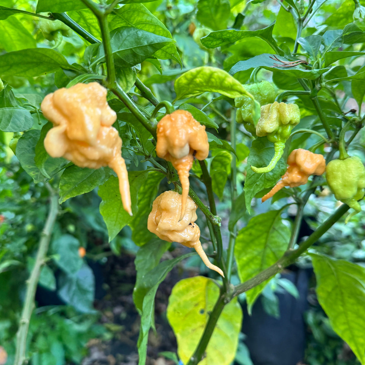 Peach Primo - Seeds