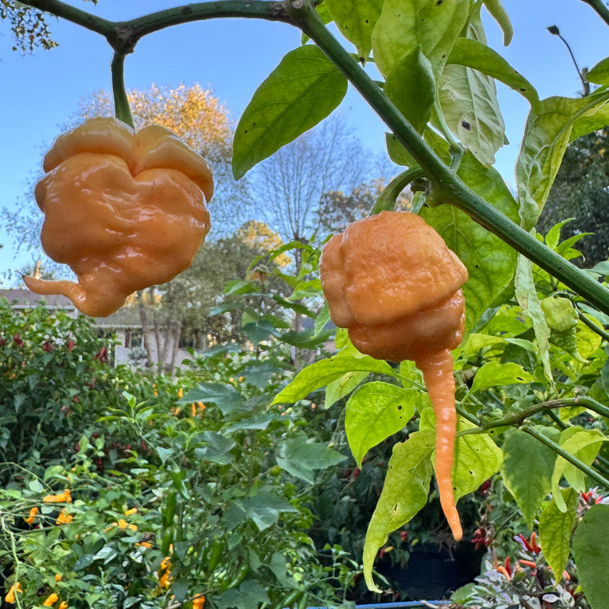 Peach Primo - Seeds