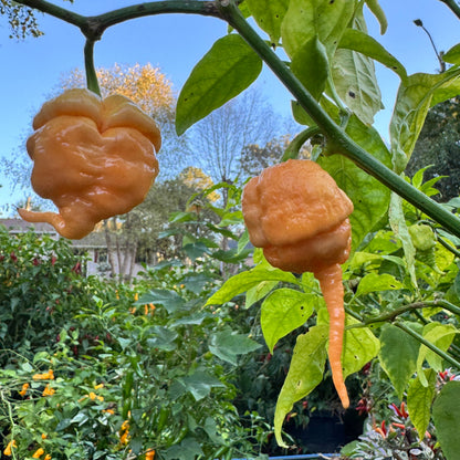 Peach Primo - Seeds