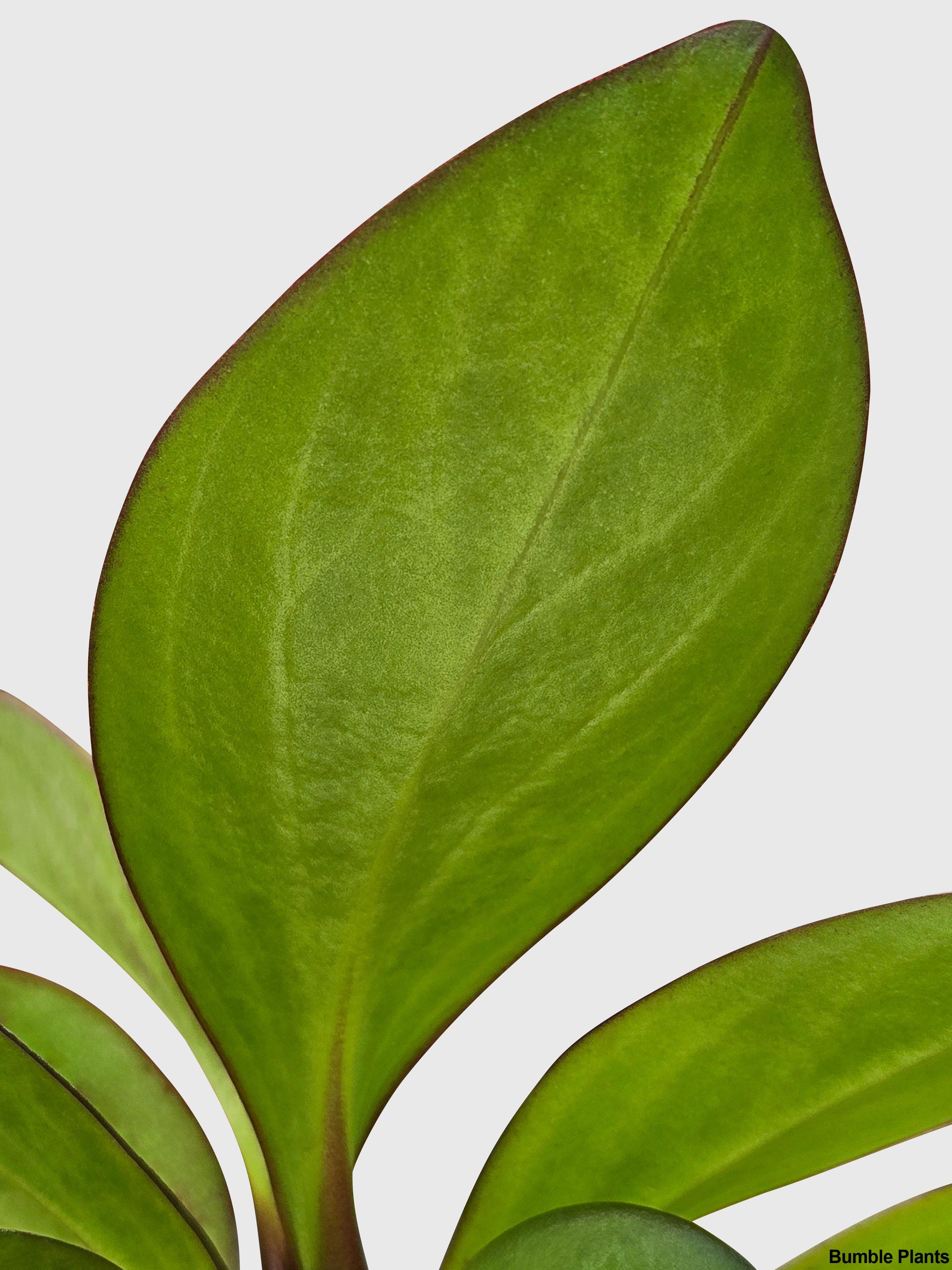 Peperomia Clusiifolia 'Red Eagle'
