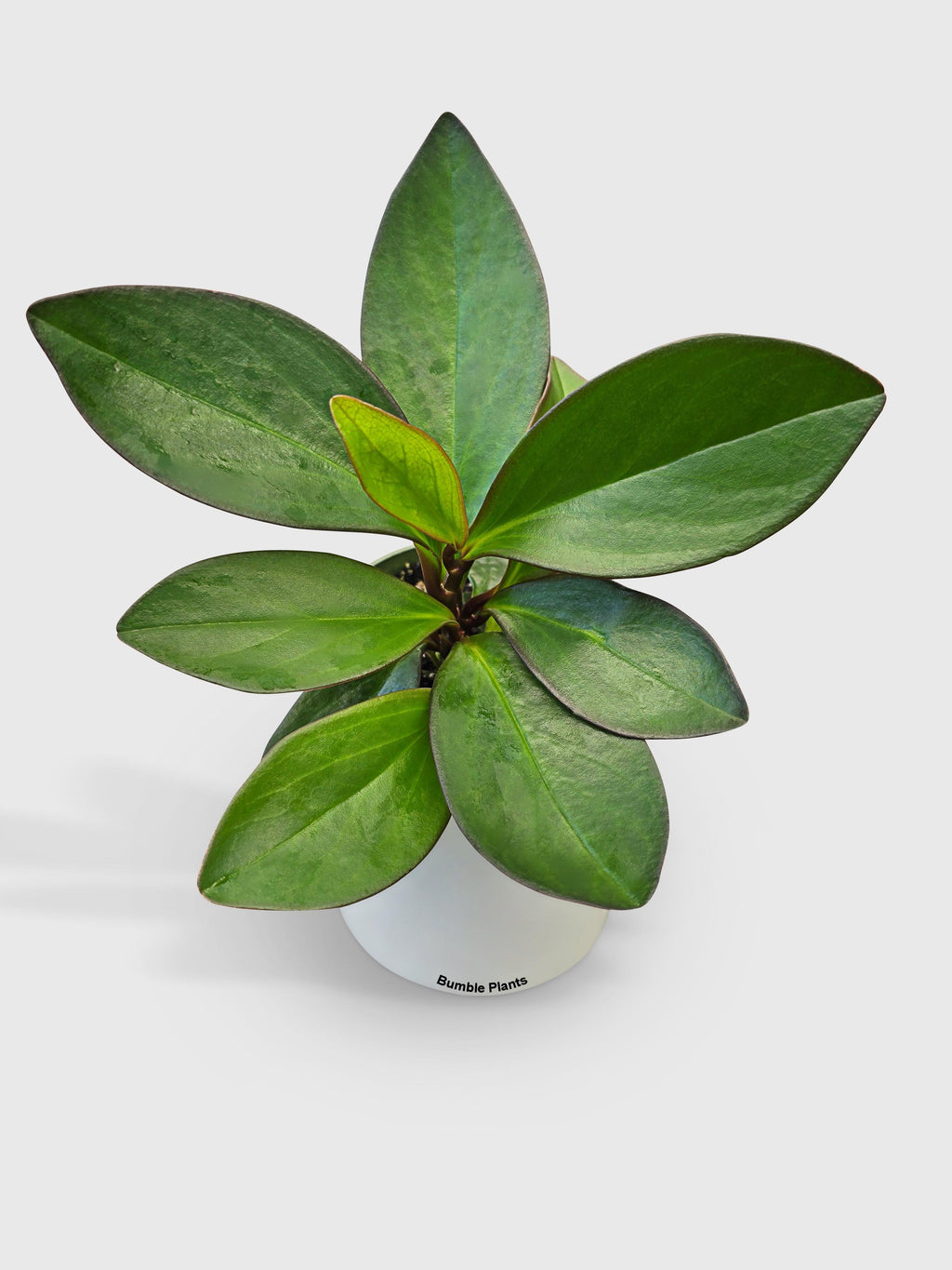 Peperomia Clusiifolia 'Red Eagle'