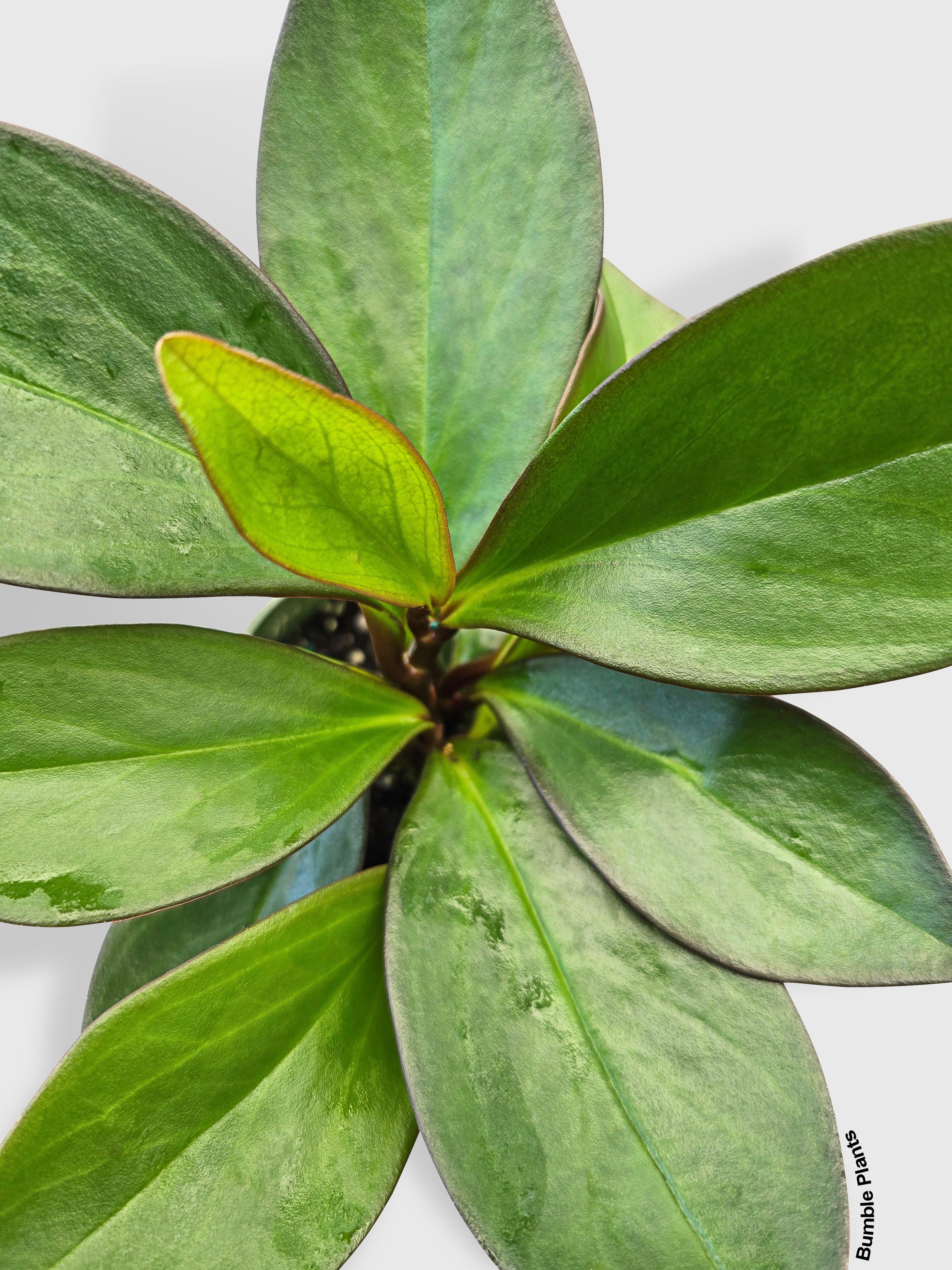 Peperomia Clusiifolia 'Red Eagle'