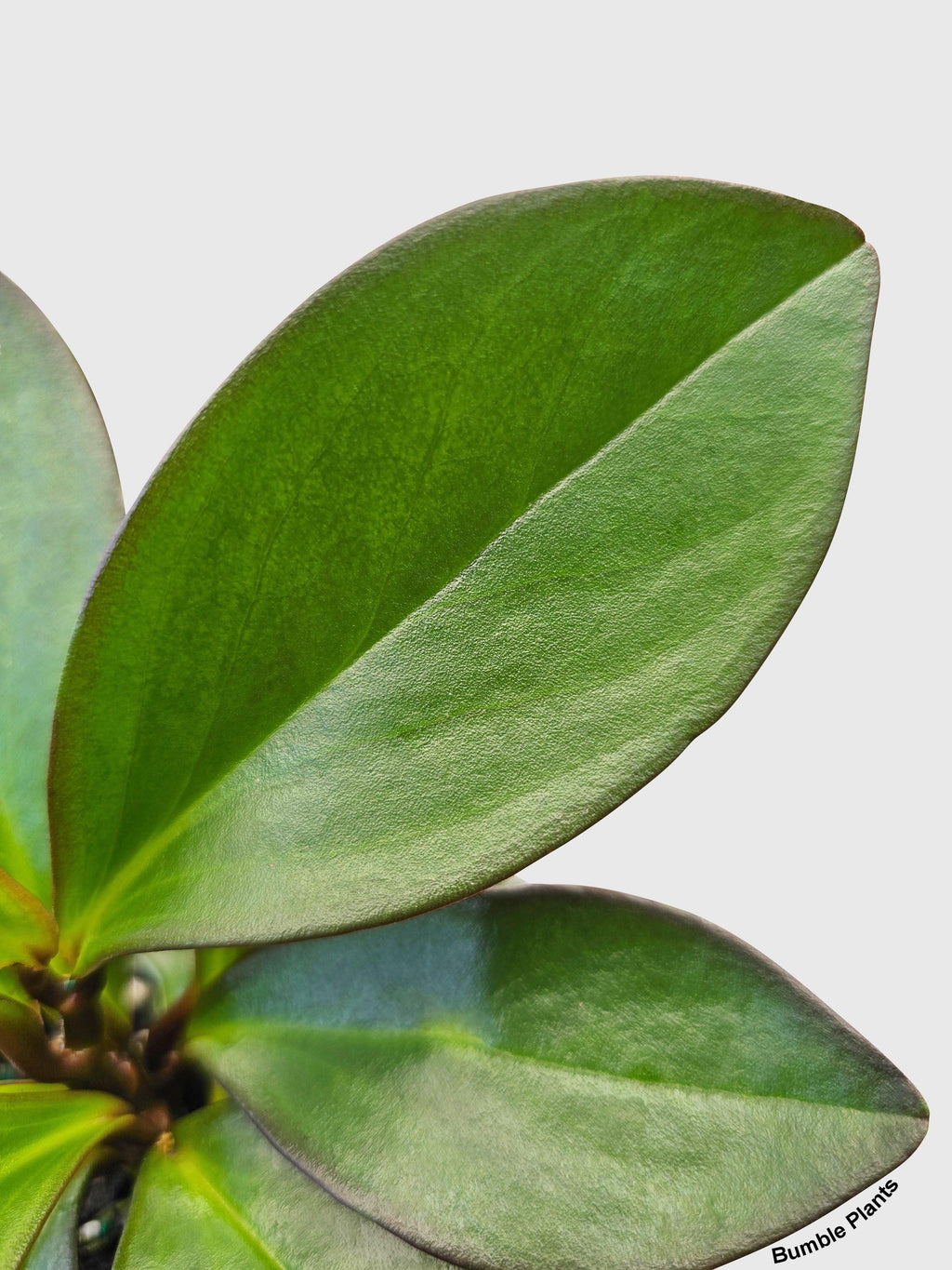 Peperomia Clusiifolia 'Red Eagle'