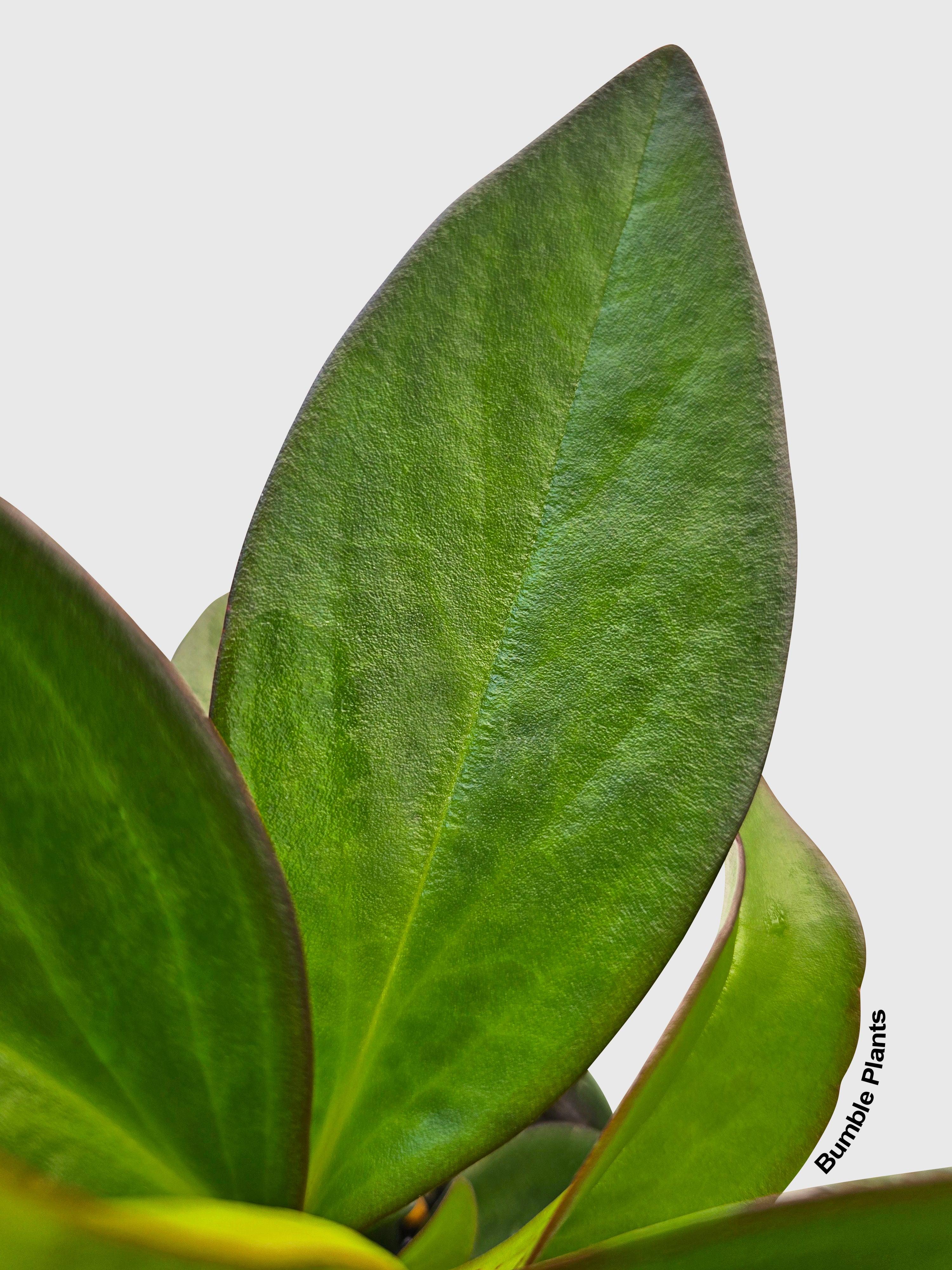 Peperomia Clusiifolia 'Red Eagle'