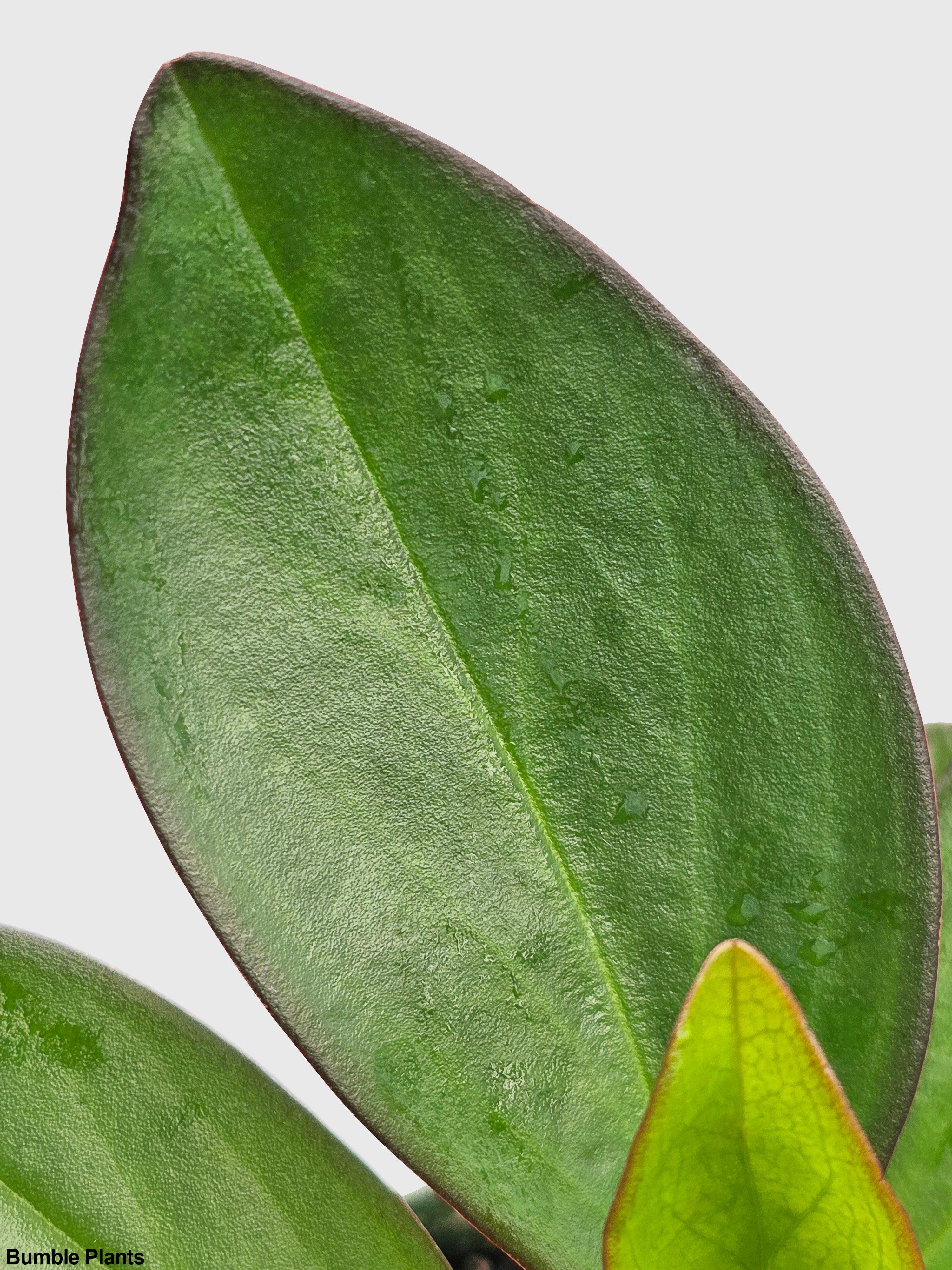 Peperomia Clusiifolia 'Red Eagle'